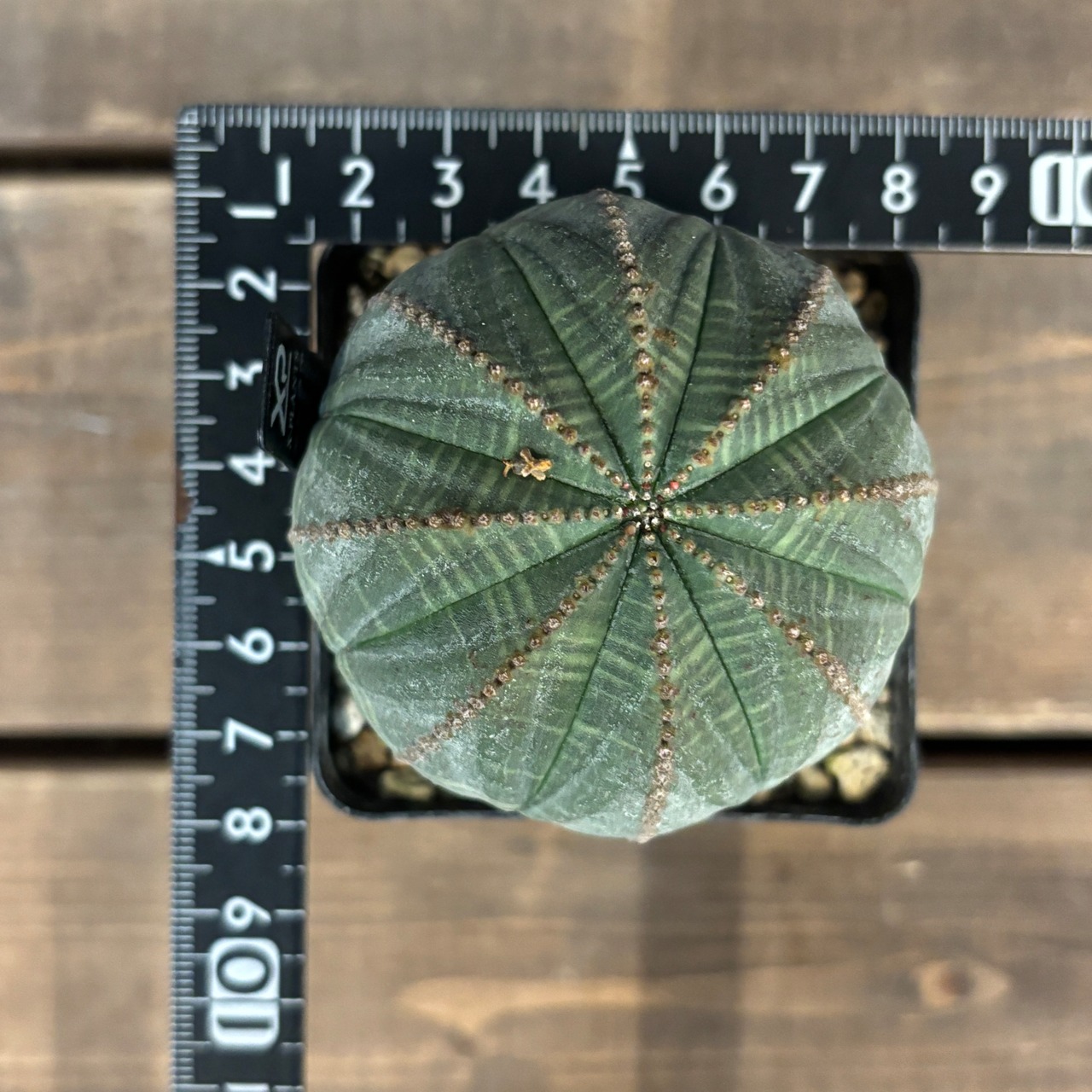 ユーフォルビア オベサ【035】