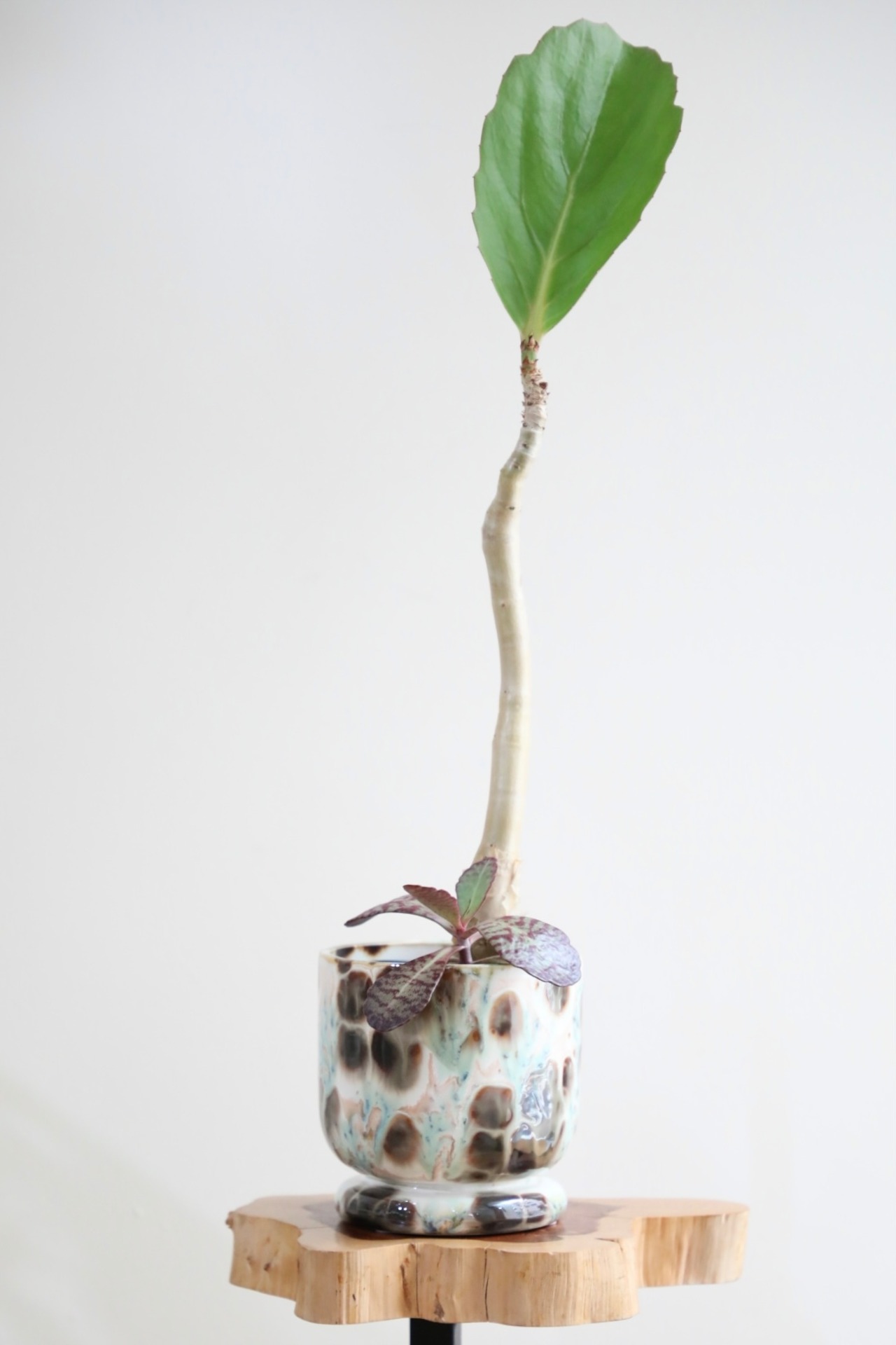 【M】キフォステンマ ユッタエ & カランコエ フミリス ※陶器鉢カバー付き