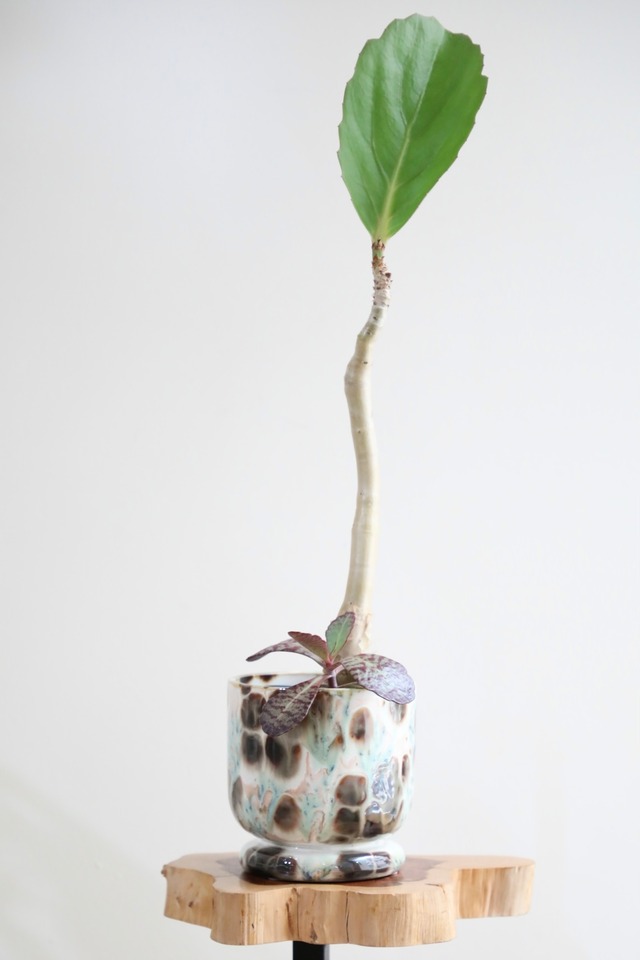 【M】キフォステンマ ユッタエ & カランコエ フミリス ※陶器鉢カバー付き