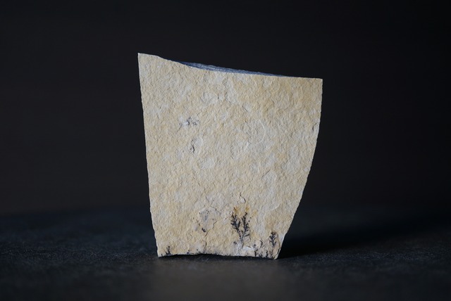 ドイツ産デンドライト 忍石 Dendritic limestone 1819