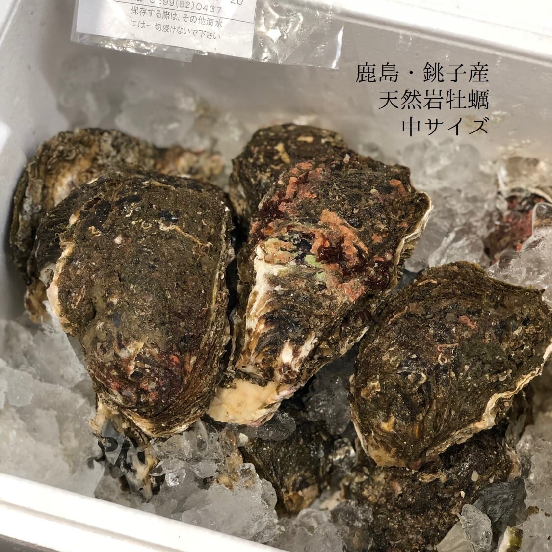 天然岩牡蠣 鹿島 銚子産 5個入 中サイズ 1個0 300g 鹿島岩ガキ中x５個 冷蔵 豊洲直送 Okawari 豊洲直送の高級海産物をお届け