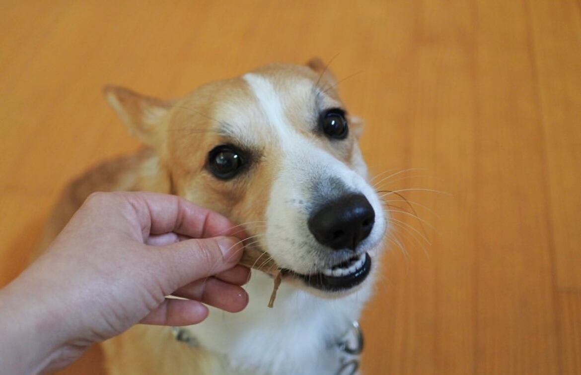 歯みがきを食べる　犬　歯磨きガム