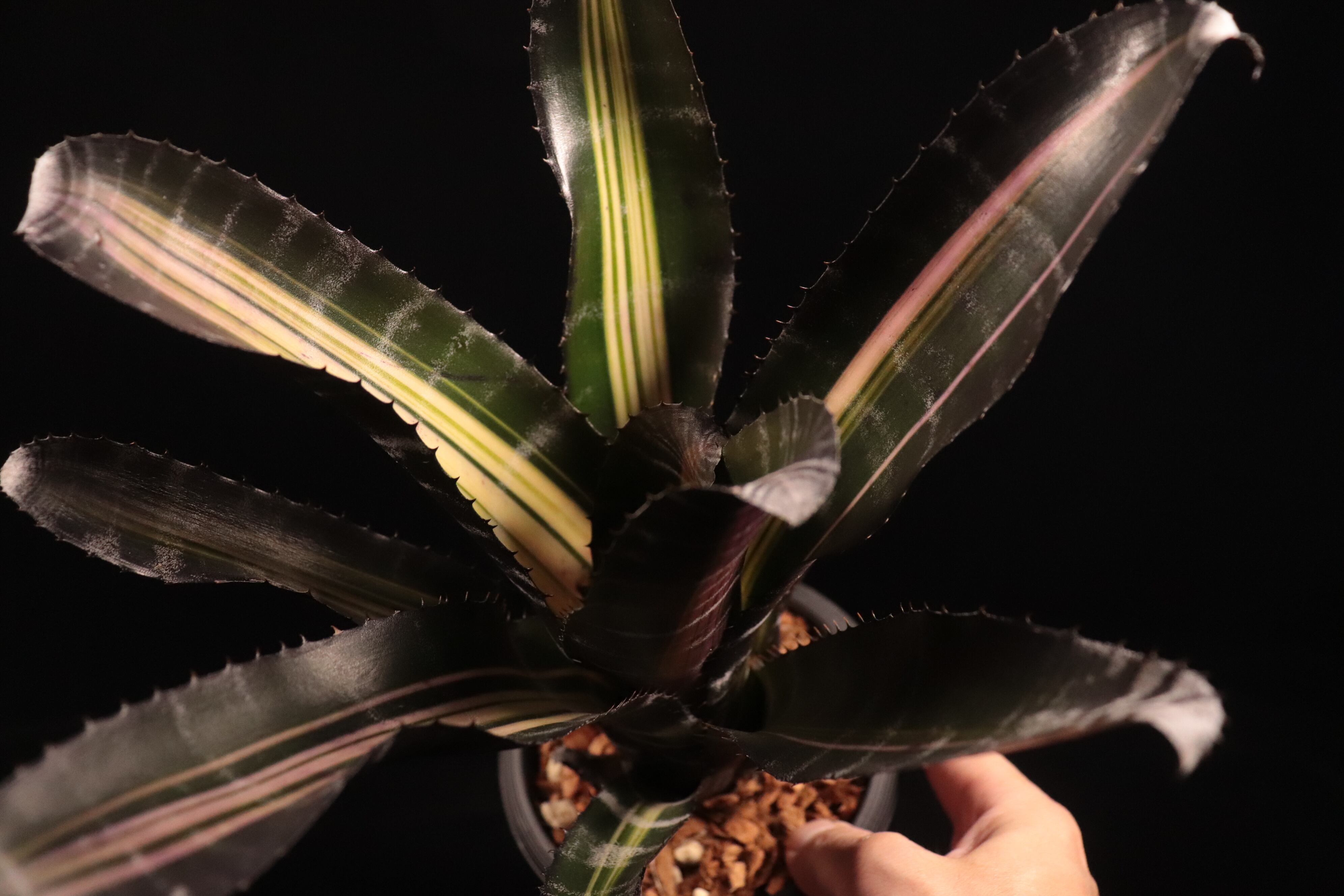 Aechmea 'Roberto Menescal'〔エクメア〕A204 | plane plants