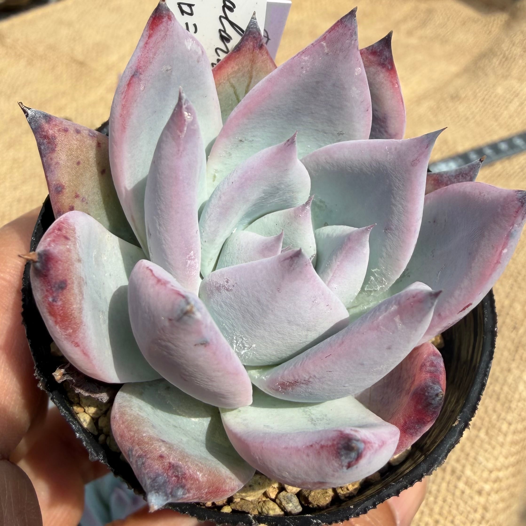 ブラックサバス コロラータ ルーフ2苗セット 管理番号1 | REONA Succulents