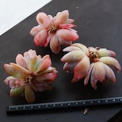 カット苗 ホワイトロータス 3頭群生 Echeveria 'White Lotus'