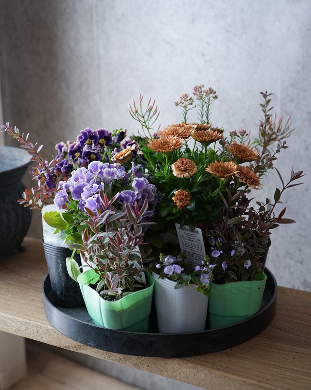 【寄せ植えミニセット】オステオコーラルと紫系ビオラのミニ花苗セット