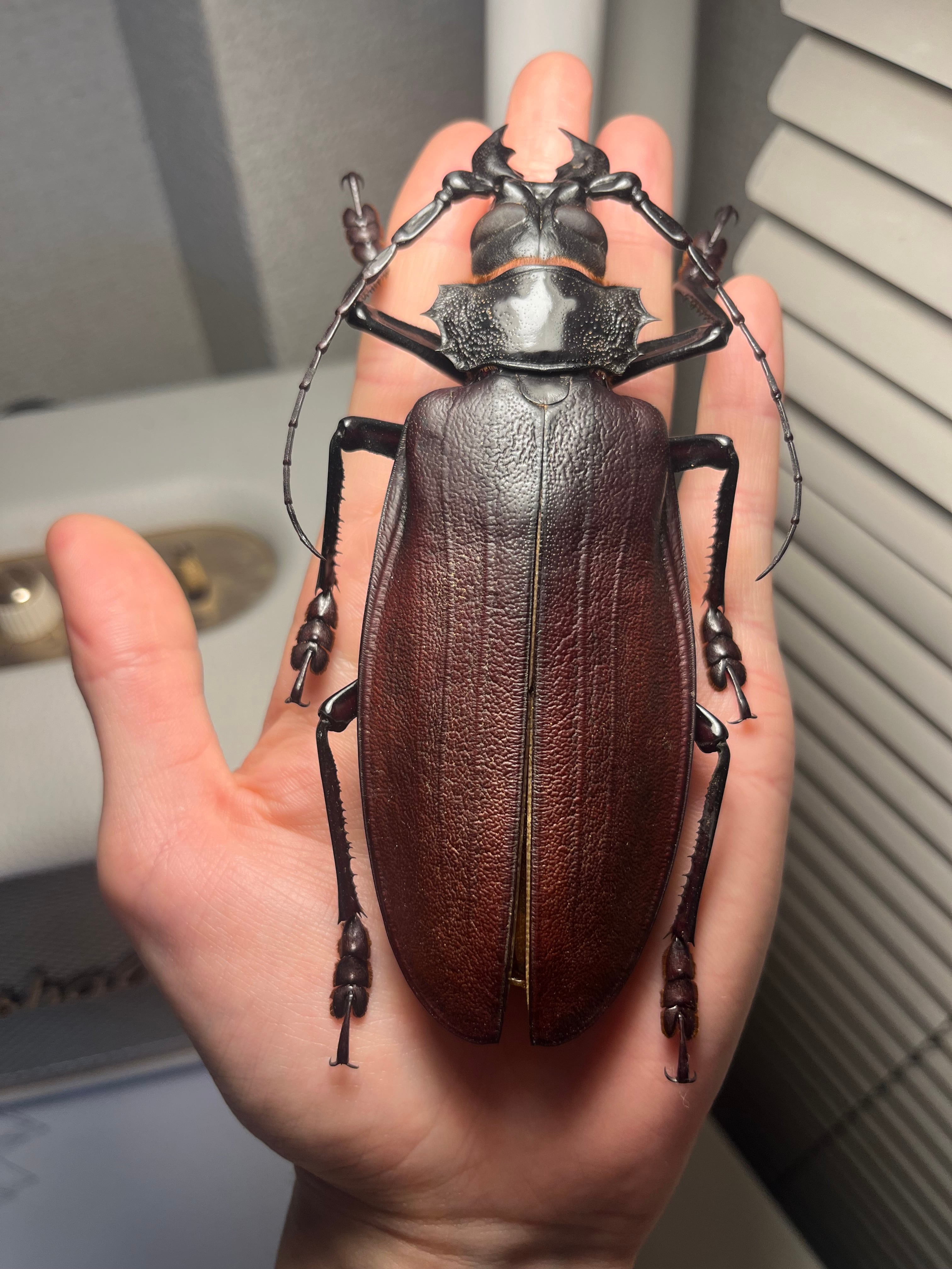 ペルー産 タイタンオオウスバカミキリ 標本 タイタンオオウスバ