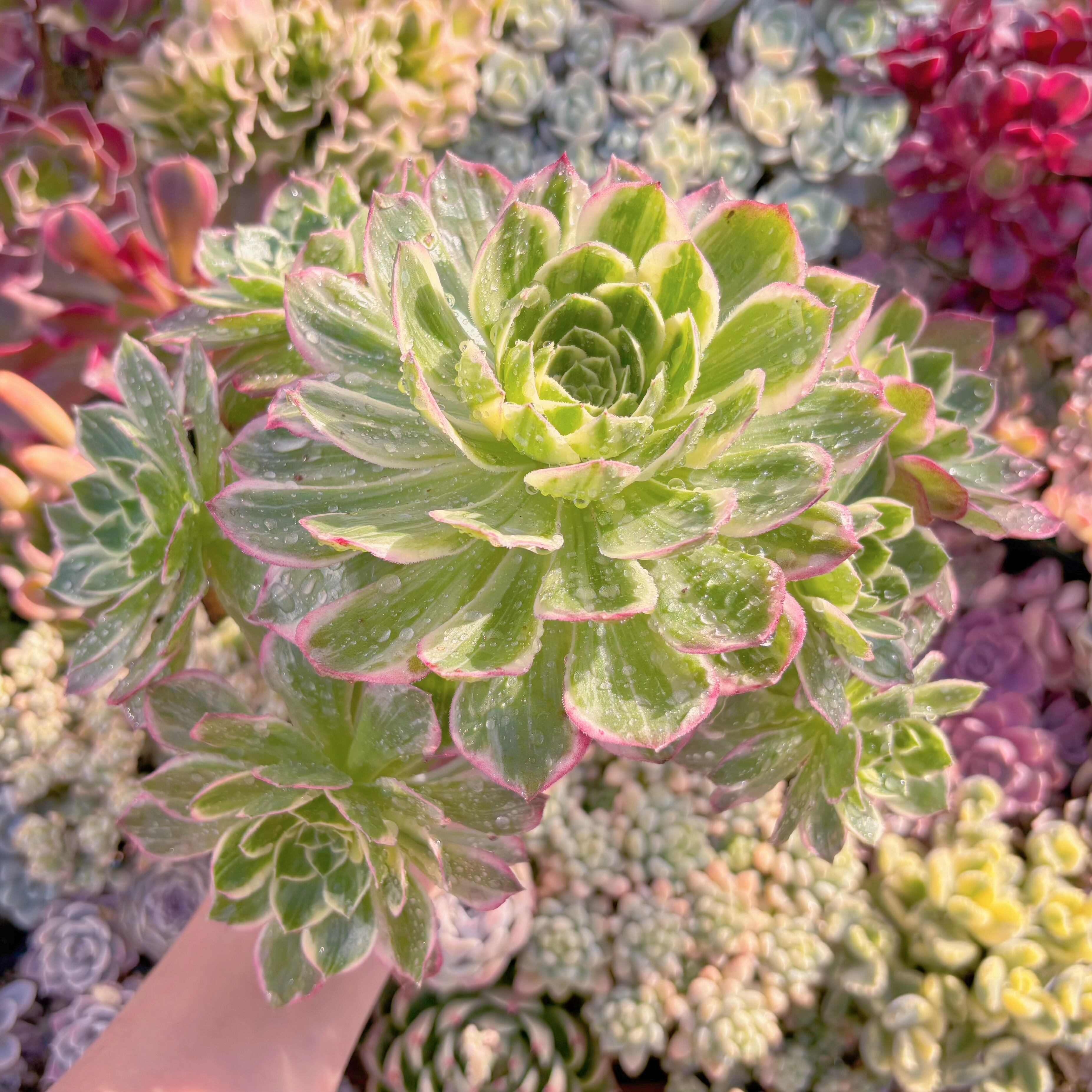 現物　水墨画#2025　特大群生　るる農園