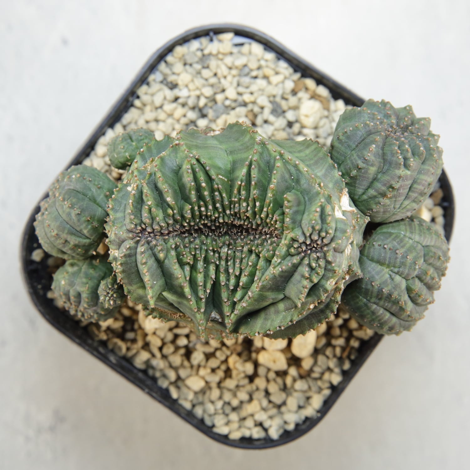 超厳選株】大株 最大幅約9.6cm 仔吹き 円扇綴化 オベサ