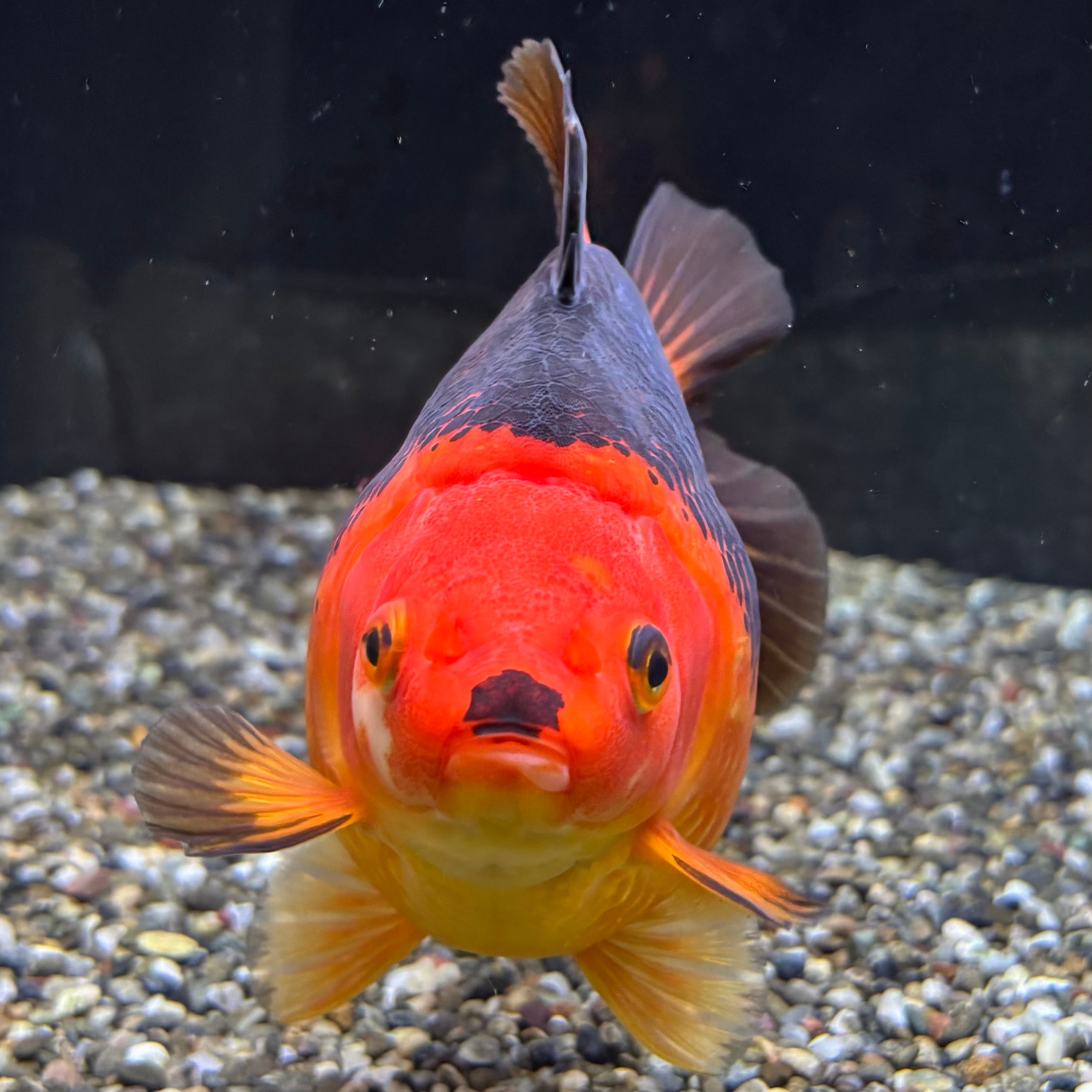 上物・だるま琉金10cm前後⑦(0311-5) だるま琉金 トリカラー 15cm