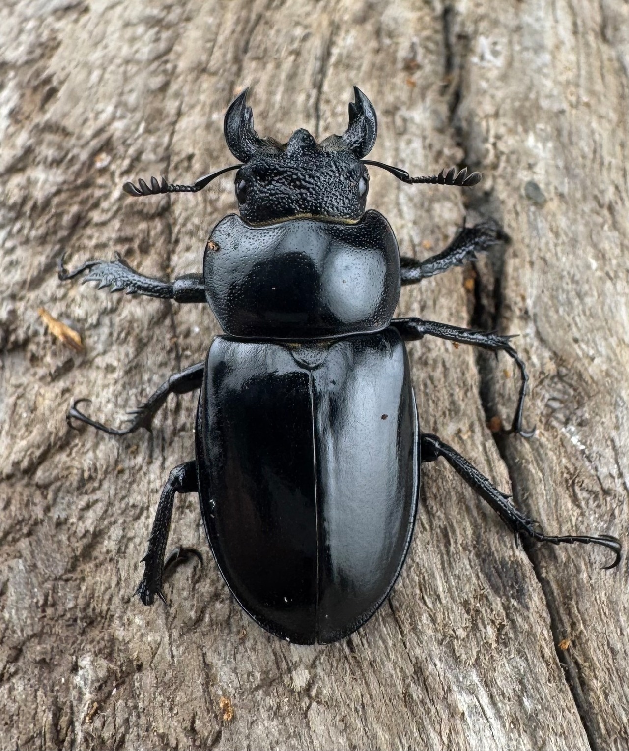 【WD】《パリーミヤマクワガタ 37mm ♂赤タイプ ペア》