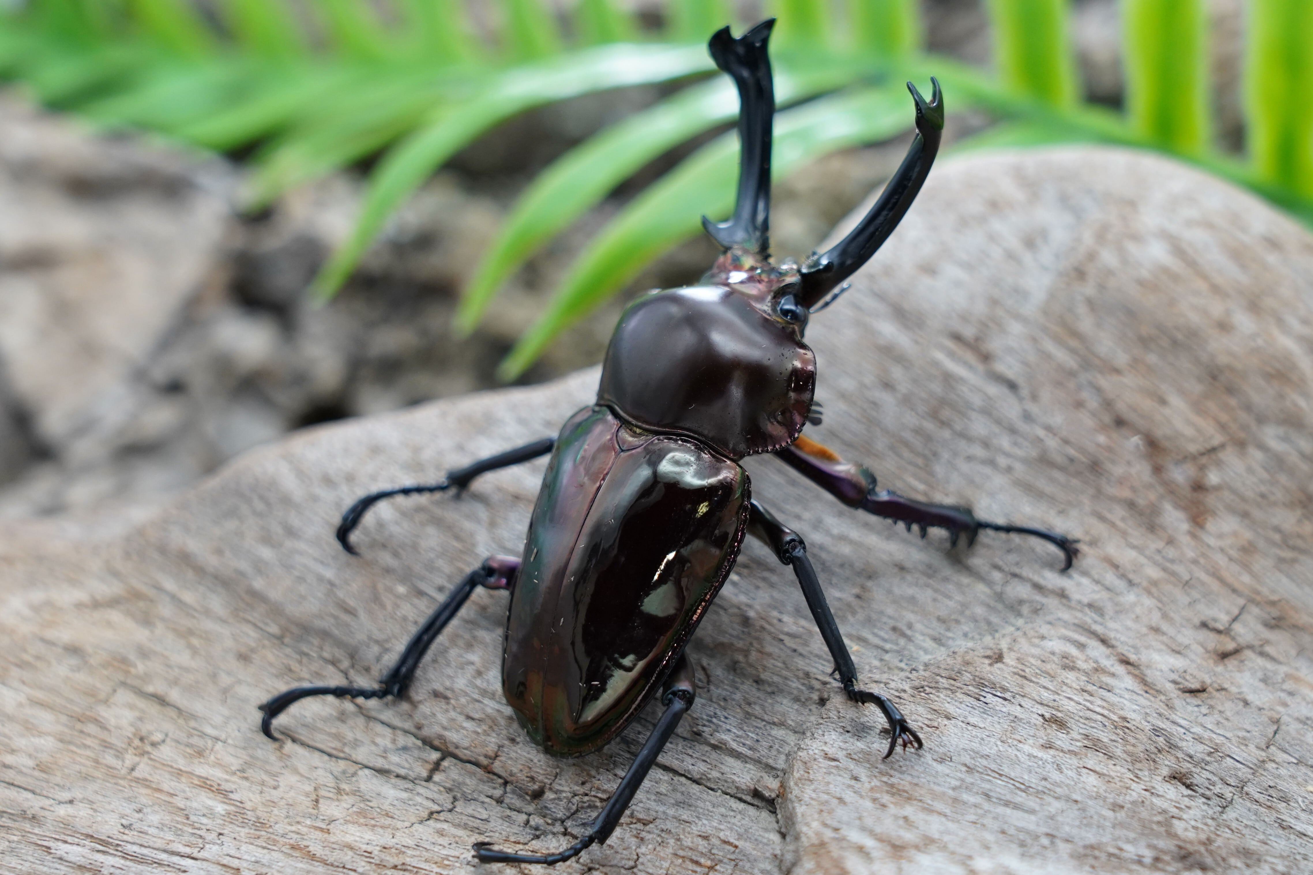 ♂♀ ニジイロクワガタ ピカール血統 （ダークレッド・アンバー）No.1