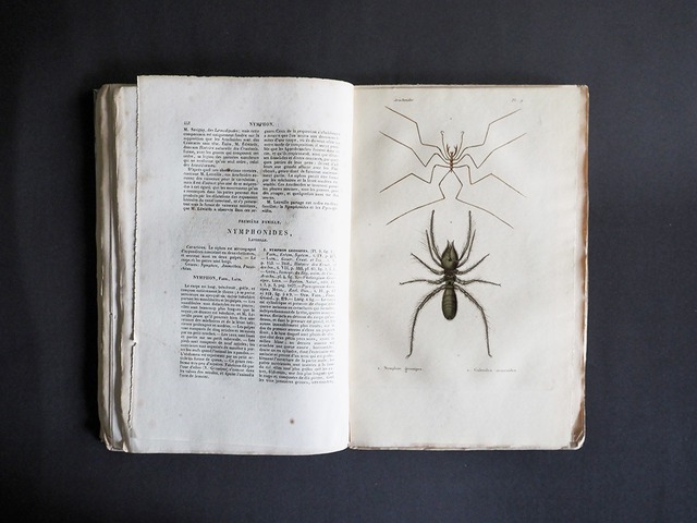 Histoire Naturelle des CRUSTACÉS DES ARACHNIDES