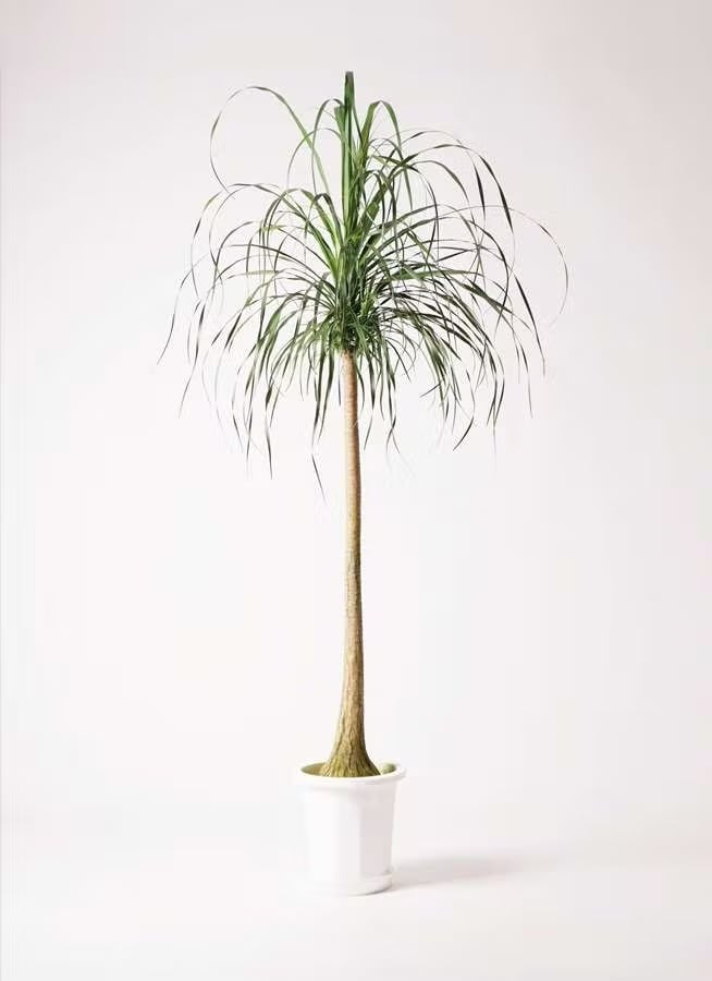 観葉植物 オリーブの木 10号 チプレッシーノ プラスチック鉢 | CAgarden