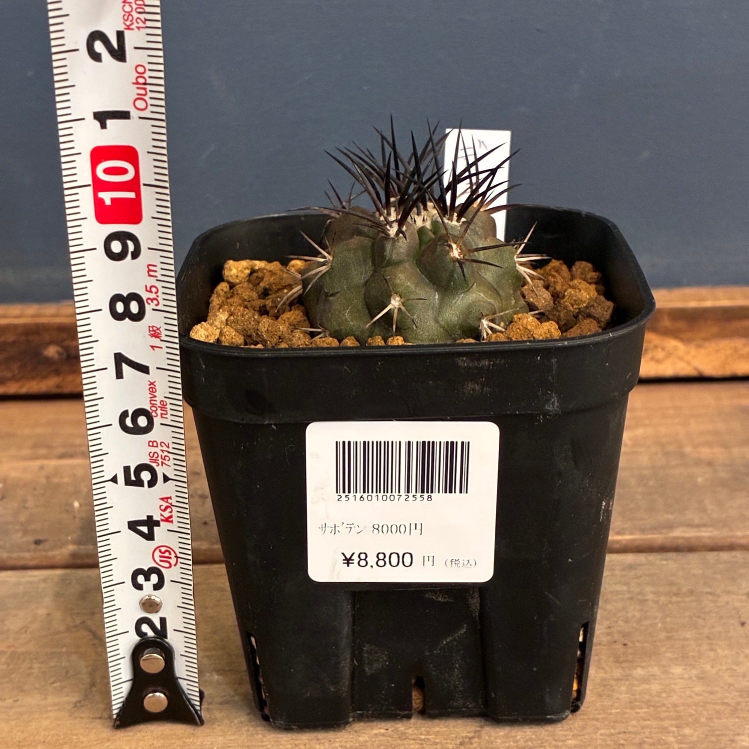 Copiapoa】サボテン コピアポア デュラ 銅羅丸実生【150】 | PROTOLEAF