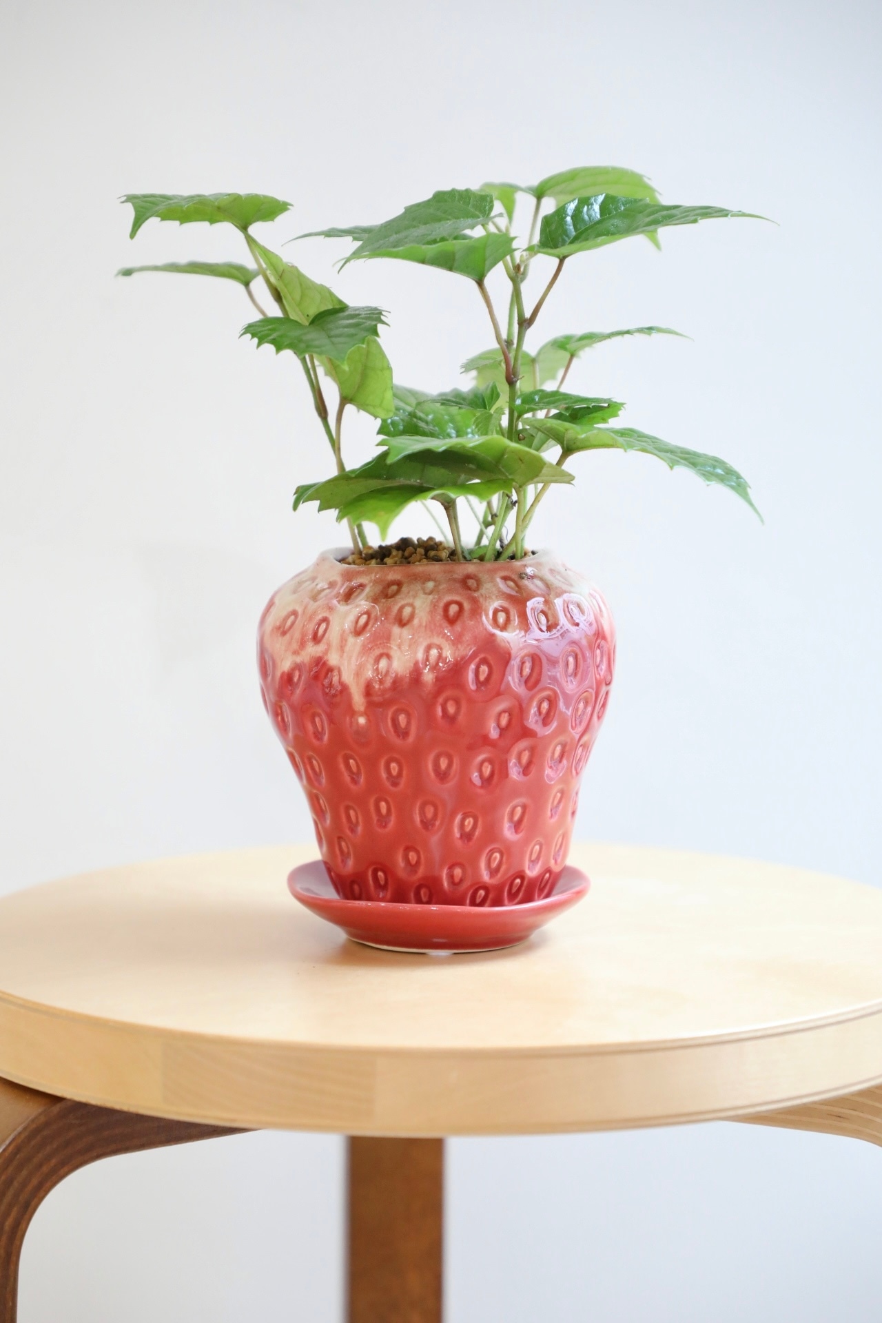 【S】カンガルーアイビー/Cissus antarctica