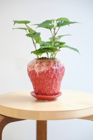 【S】カンガルーアイビー/Cissus antarctica