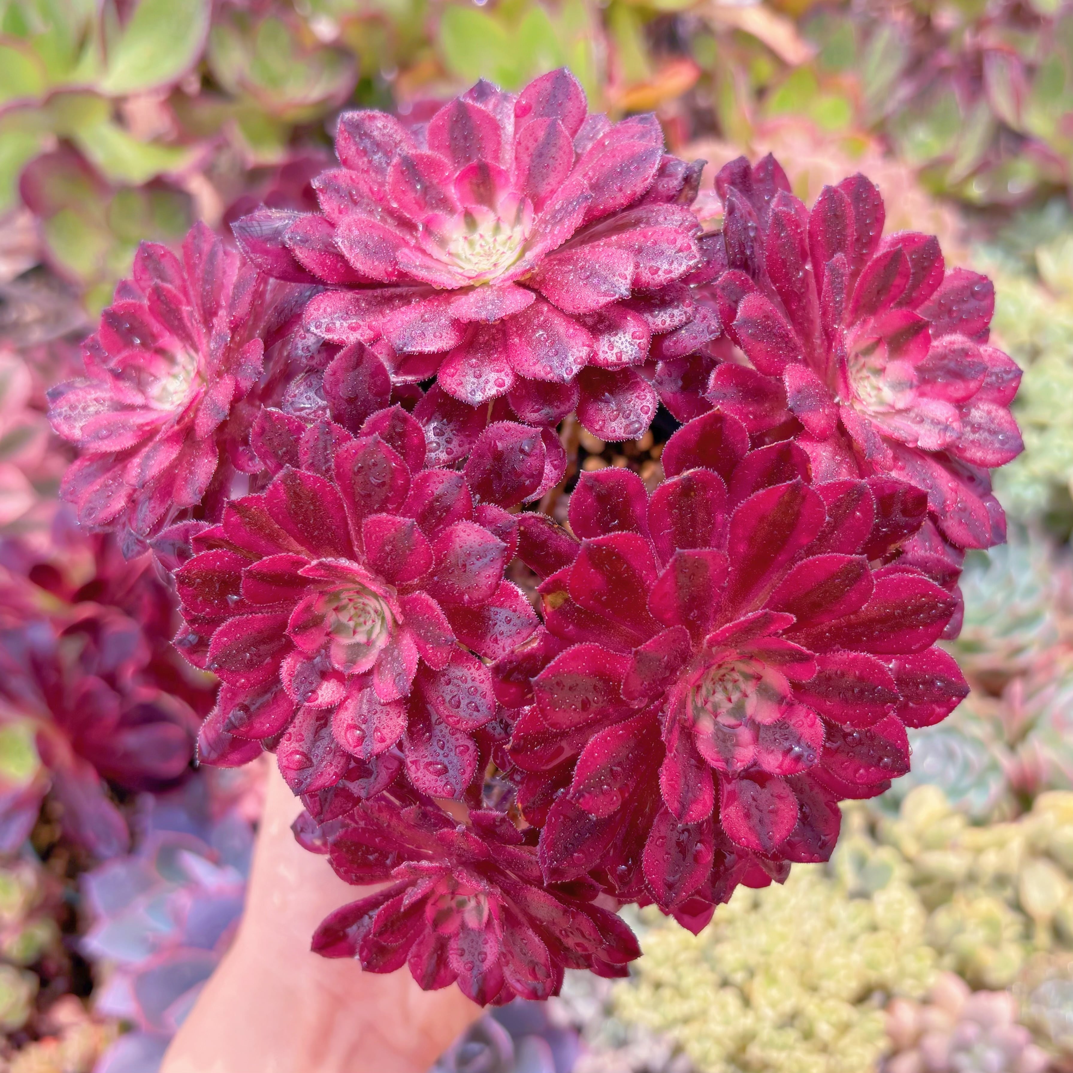 現品　ブラックチェリー#259　群生　るる農園