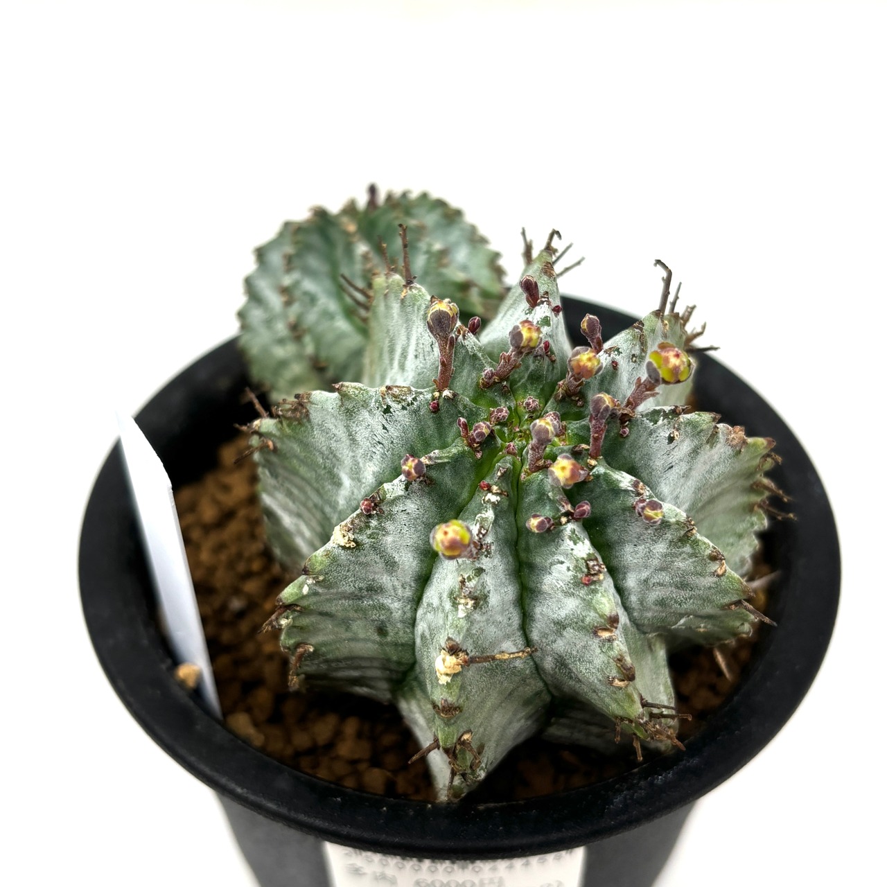 ユーフォルビア　ホリダ【1041】