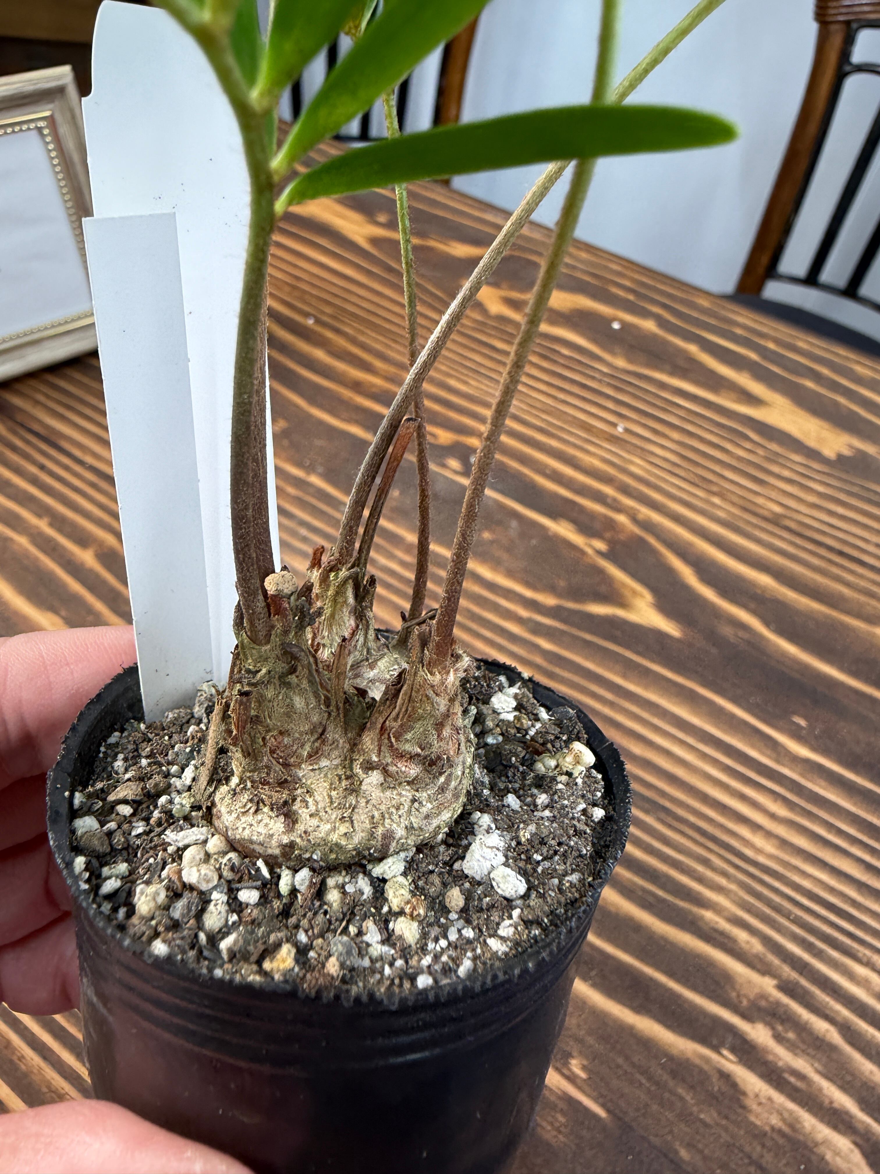 ザミア　ソテツ　盆栽 楽天市場】観葉植物：ソテツ フロリダーナ ザミア : 遊恵盆栽