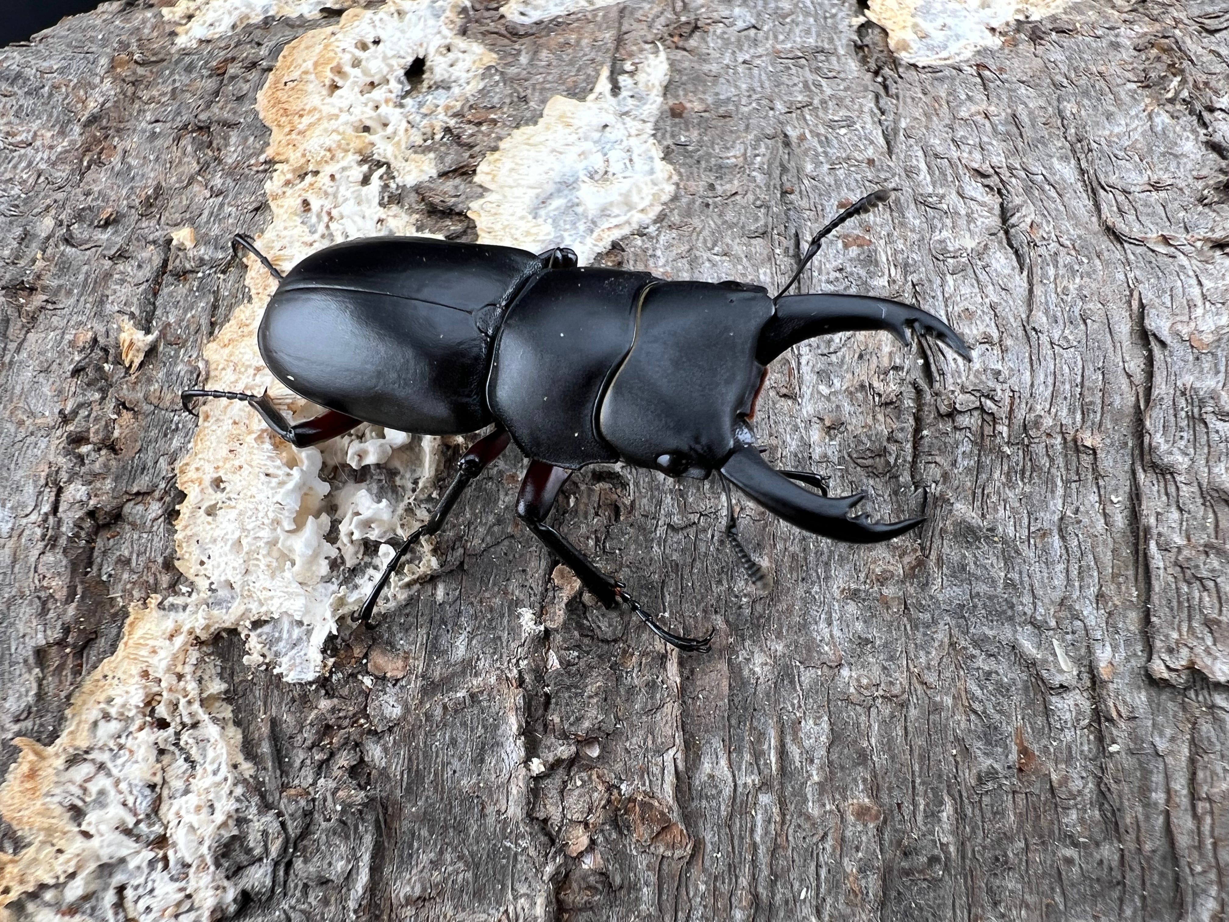 ミラビリスノコギリクワガタ 63.5mm ペア》 | KPW公式オンラインショップ