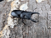 【WF5】《アカアシクワガタ 福島県産産 37mm ペア》セルヴォラン氏委託個体