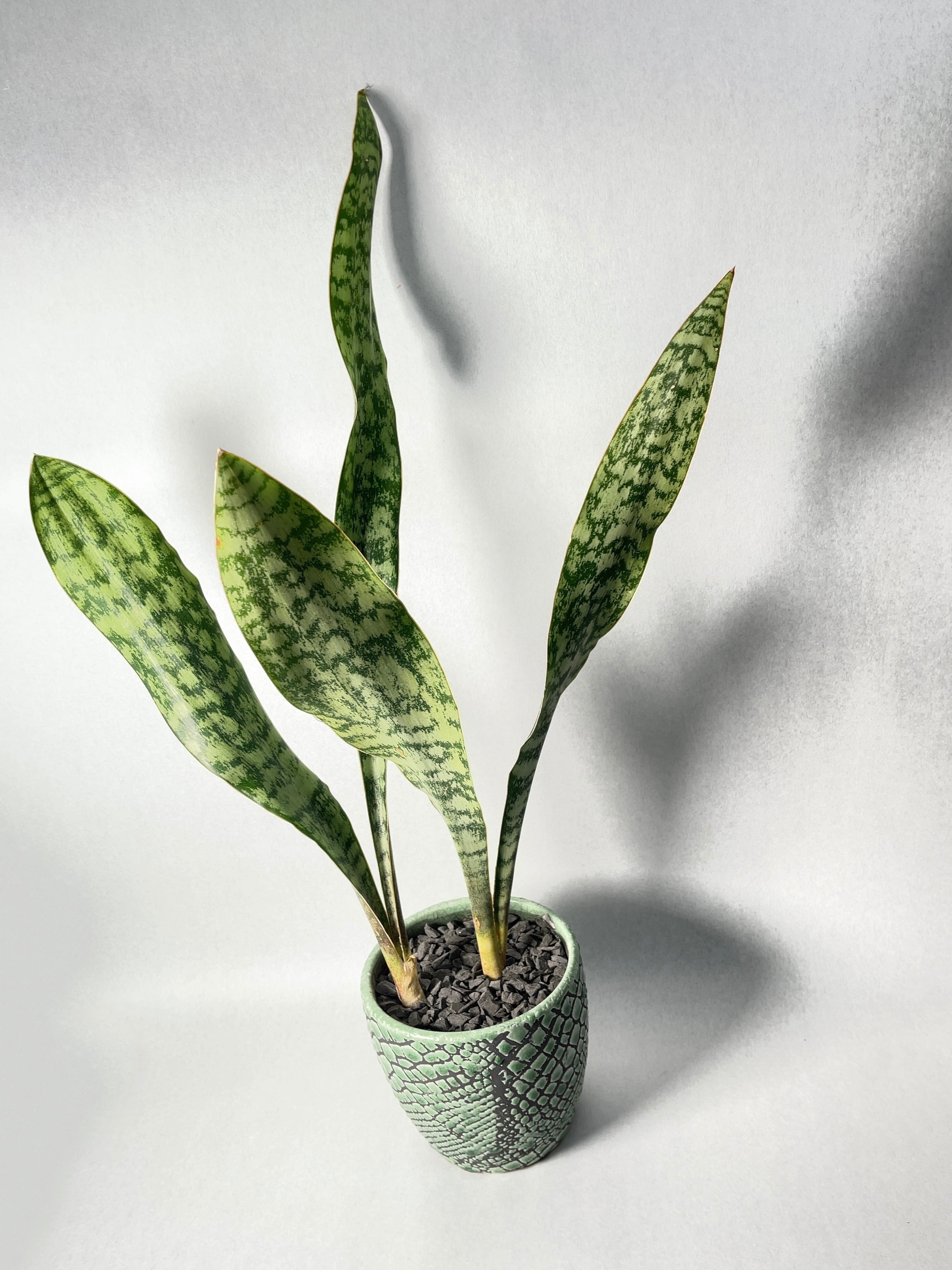 サンスベリア　オウブリティアナ斑入り サンセベリア・オウブリティアナ | trigger