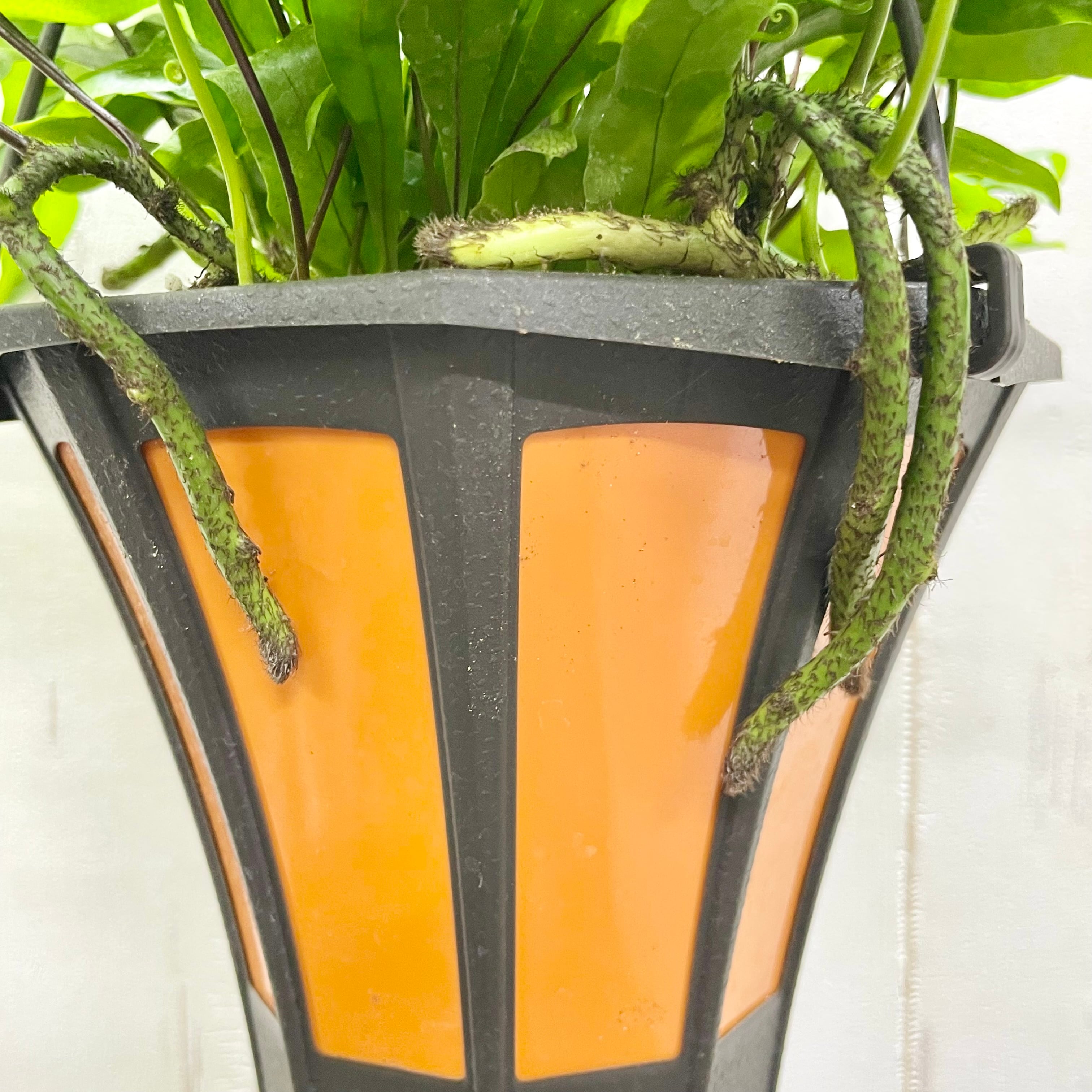 風にゆれるグリーン ミクロソリウム・カンガルーファン 吊り鉢〈5号