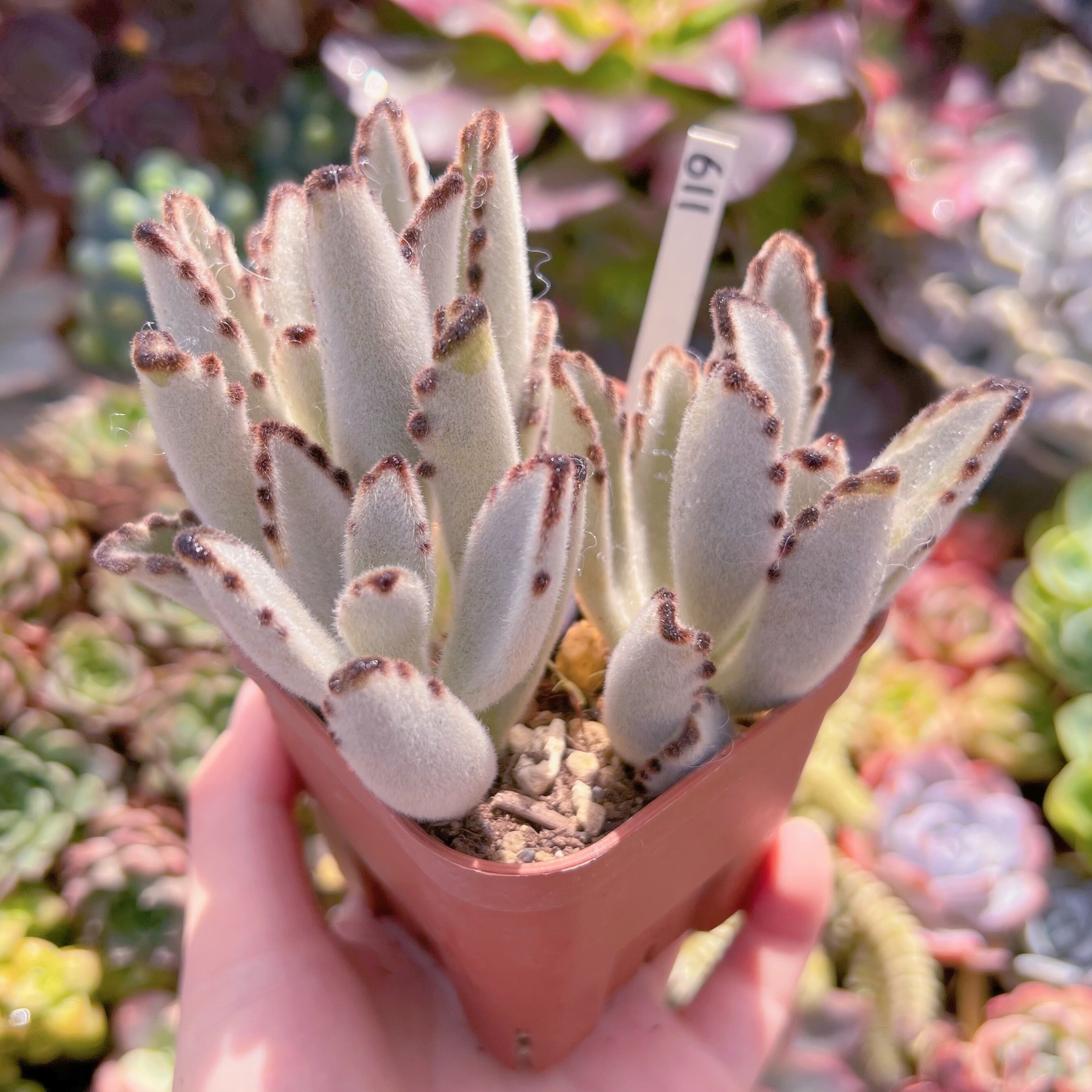 現品 月兎耳#611 るる農園 | るる農園~多肉植物専門