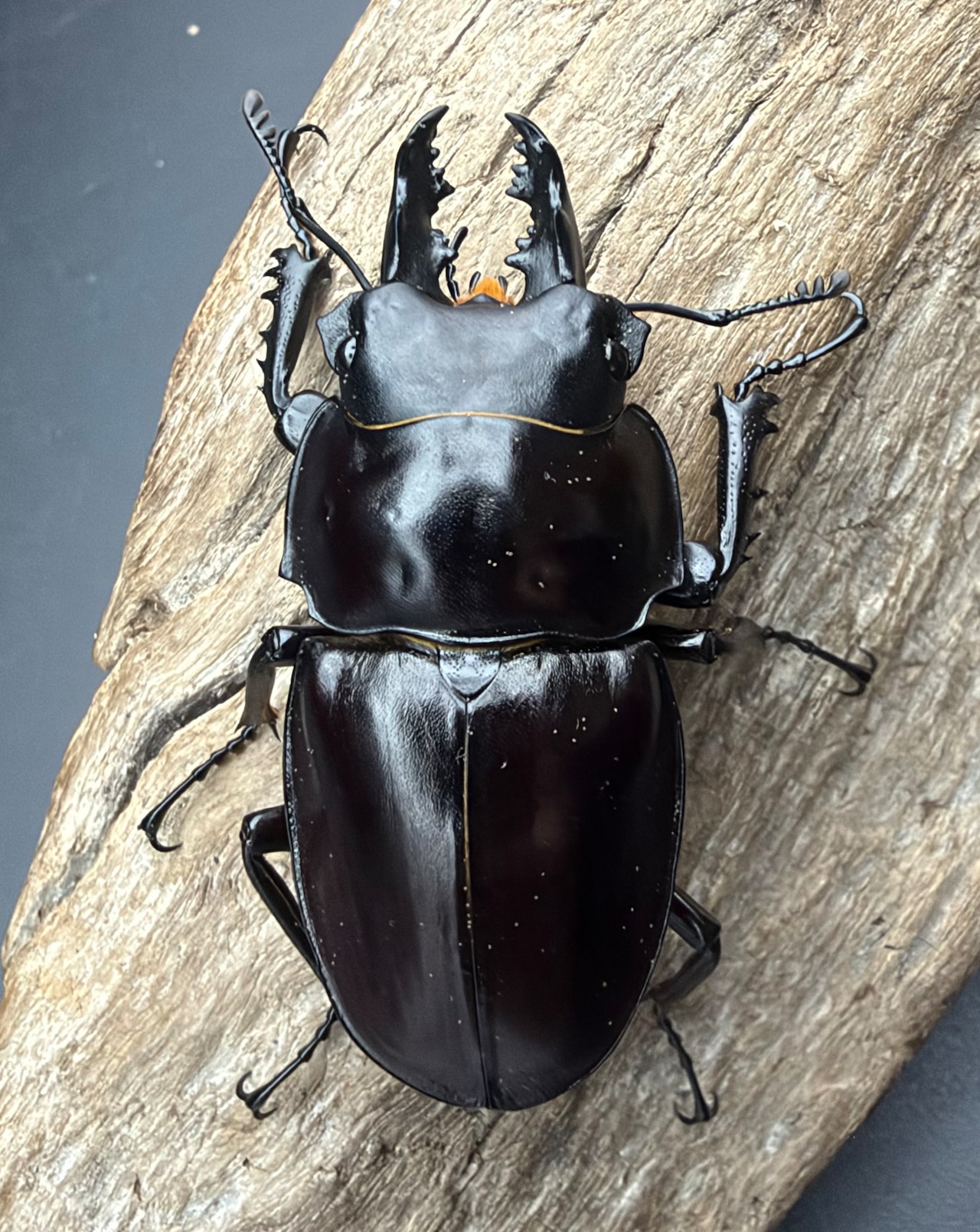 【《ヤエヤママルバネ 石垣島産 53mm ♂単》