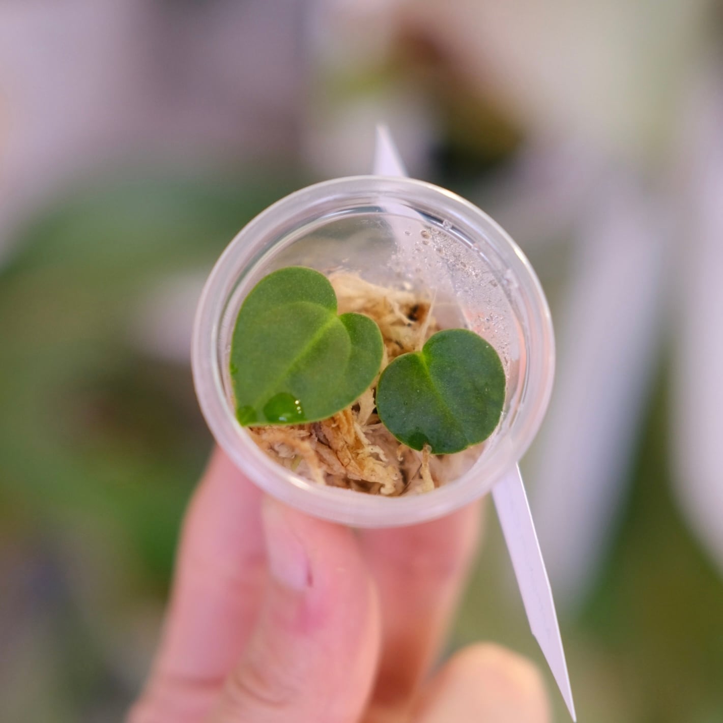 A. carlablackiae JS02 × JS07｜実生・アンスリウム Anthurium carlablackiae JS02 × carlablackiae JS07｜アンスリウム
