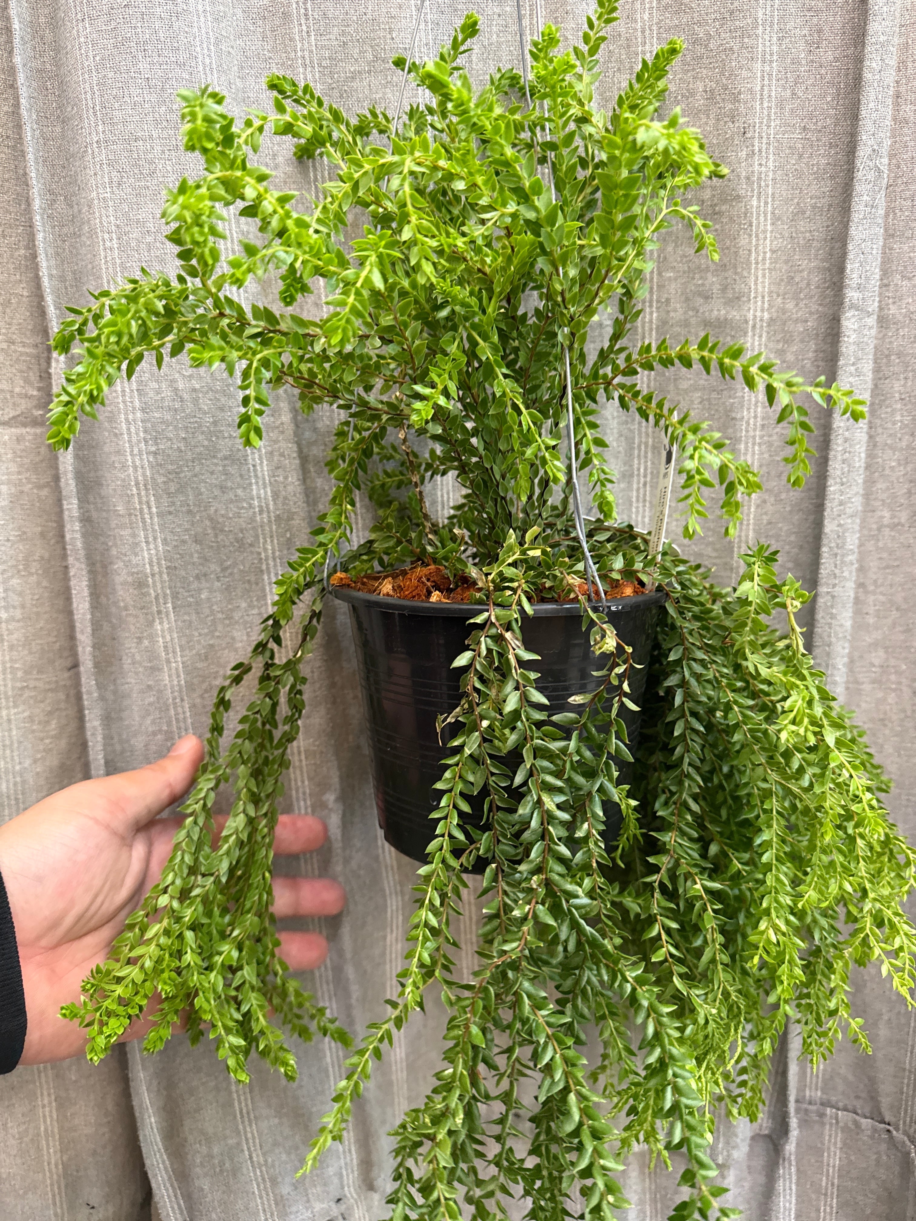 フペルジア ヌンムラリフォリア | Gardenえん 【観葉熱帯植物】