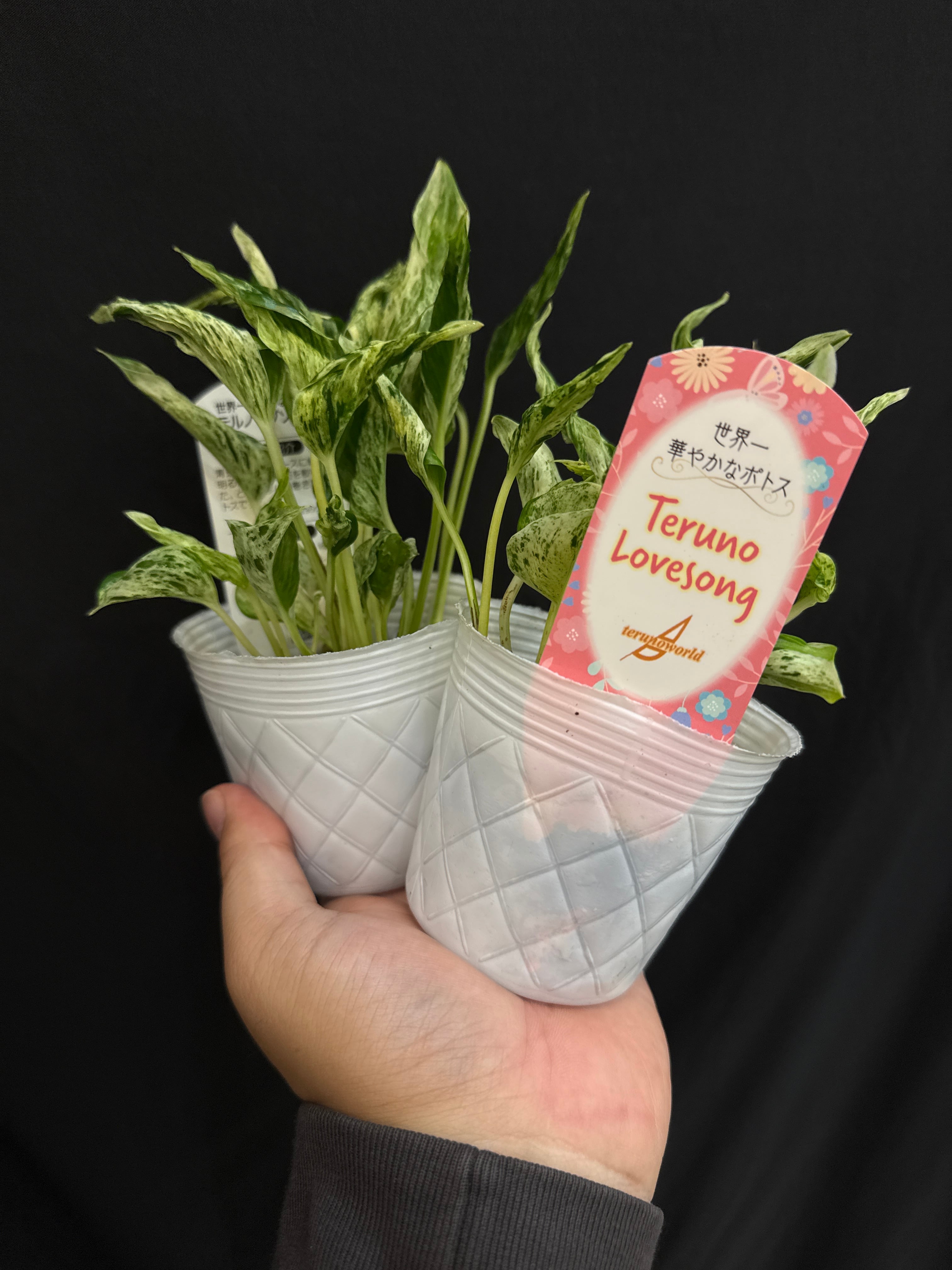 アグラオモルファ メイエニアナ クレステッド | Gardenえん 【観葉