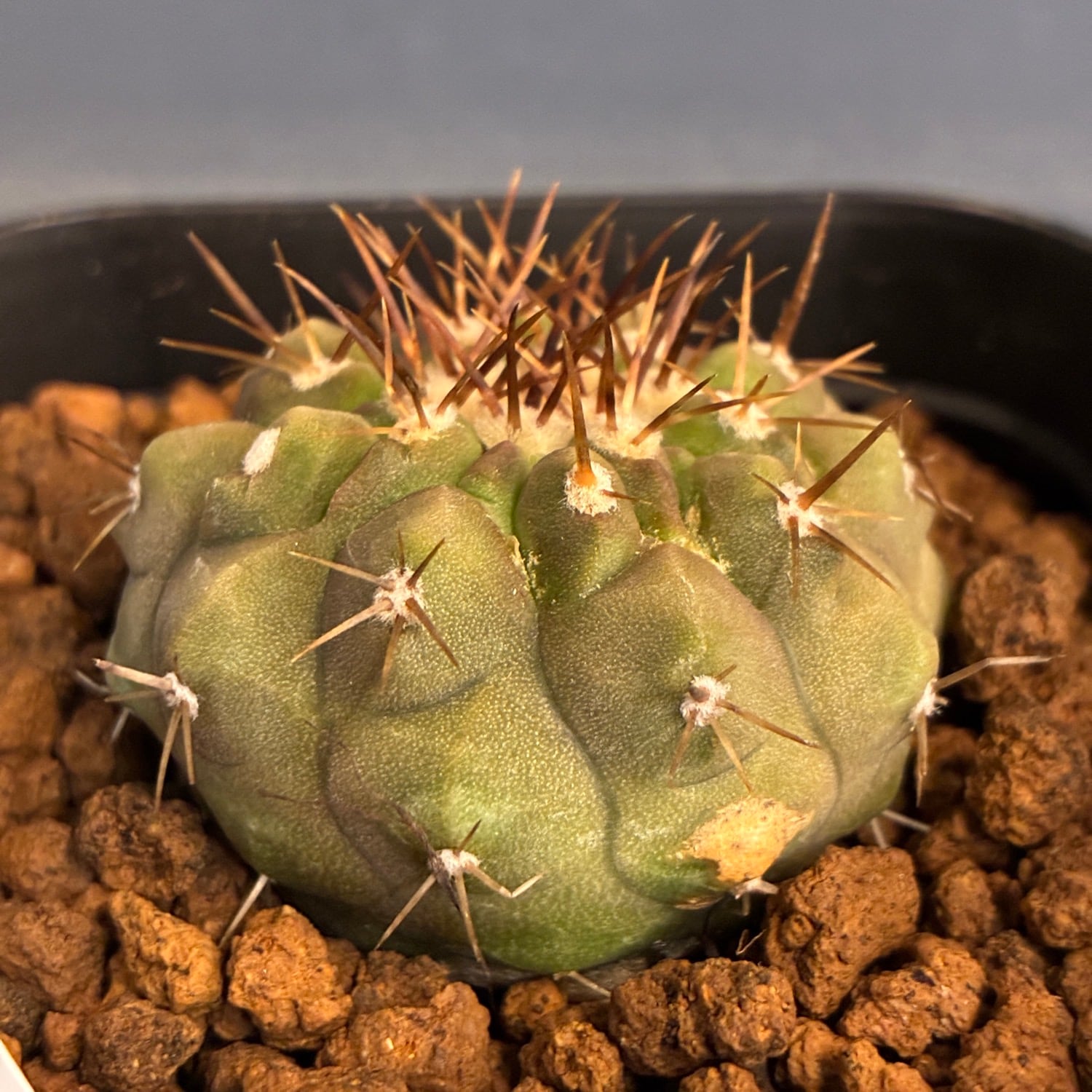 Copiapoa】サボテン コピアポア コルムナアルバ 孤竜丸 実生【348