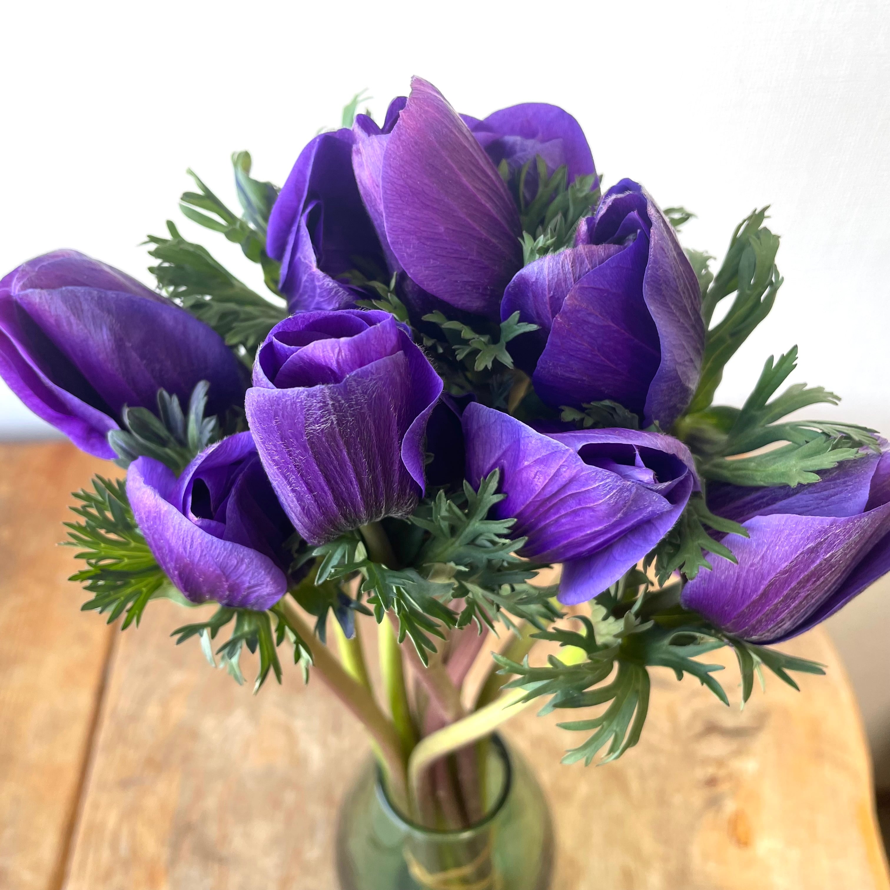 信州諏訪 アネモネ青 25cm 10本 | 新鮮お花問屋 Jp-Farmers.com