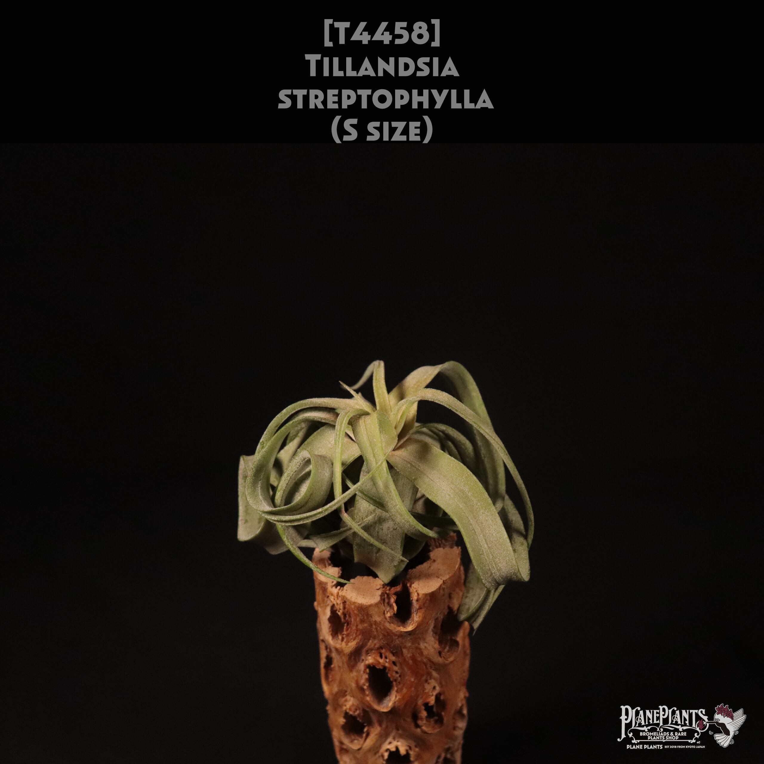 【送料無料】streptophylla S〔エアプランツ〕現品発送T4458