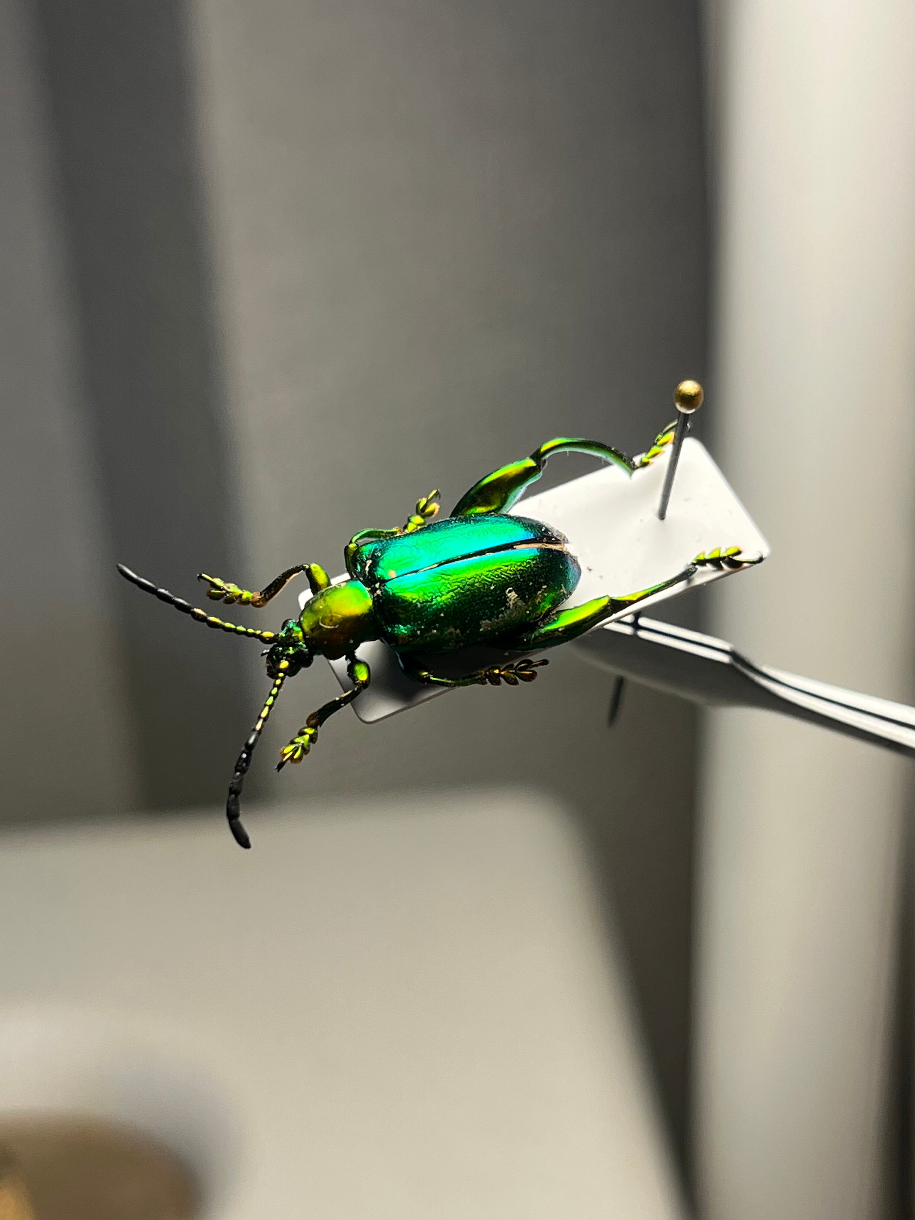 トゲトゲテントウムシダマシ 昆虫標本 Cacodaemonフトタマムシ