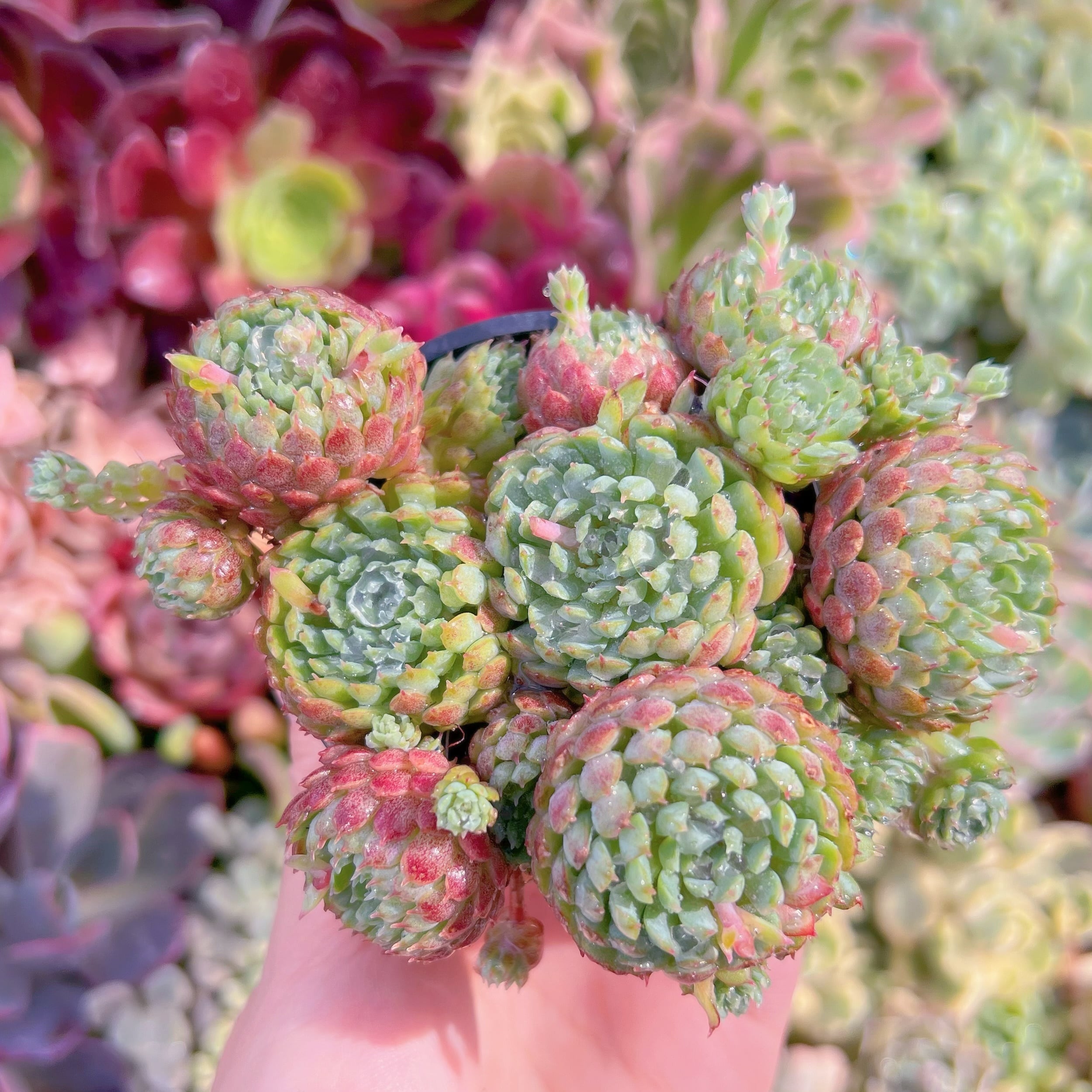 現品　グロブローサ#F034　るる農園