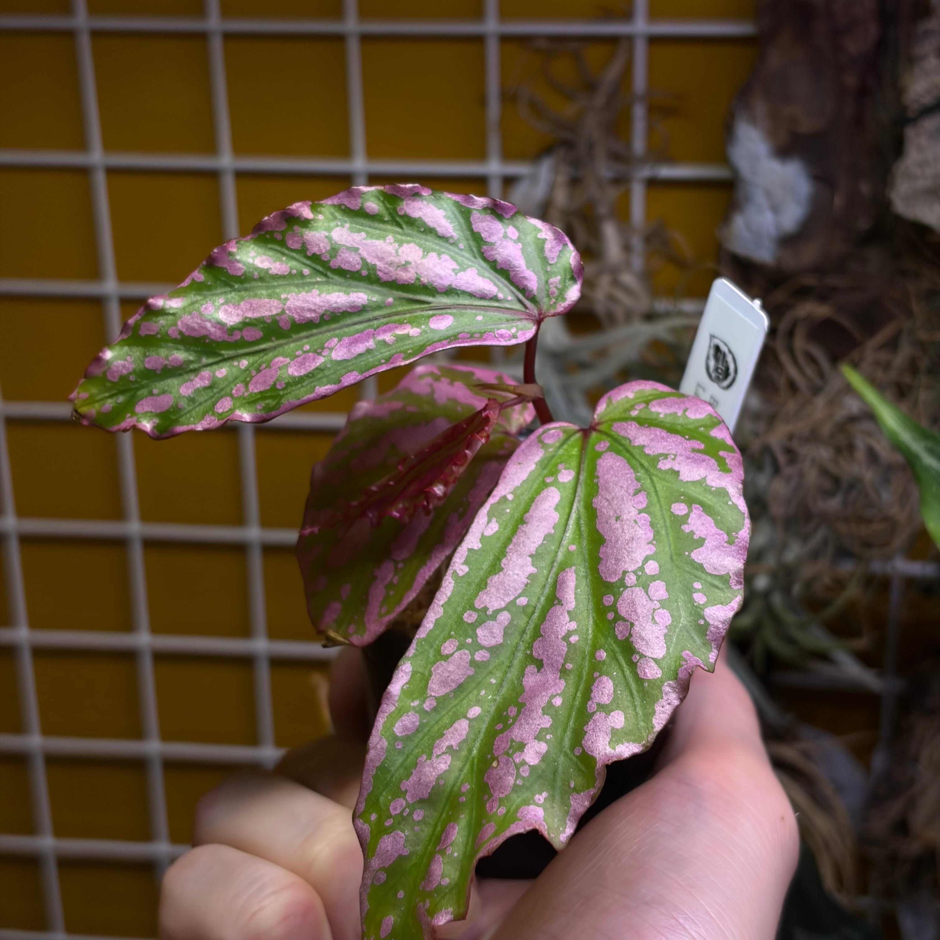 Begonia sp. Crazy pink Lampung sumatera 【LA1118-03】ベゴニア