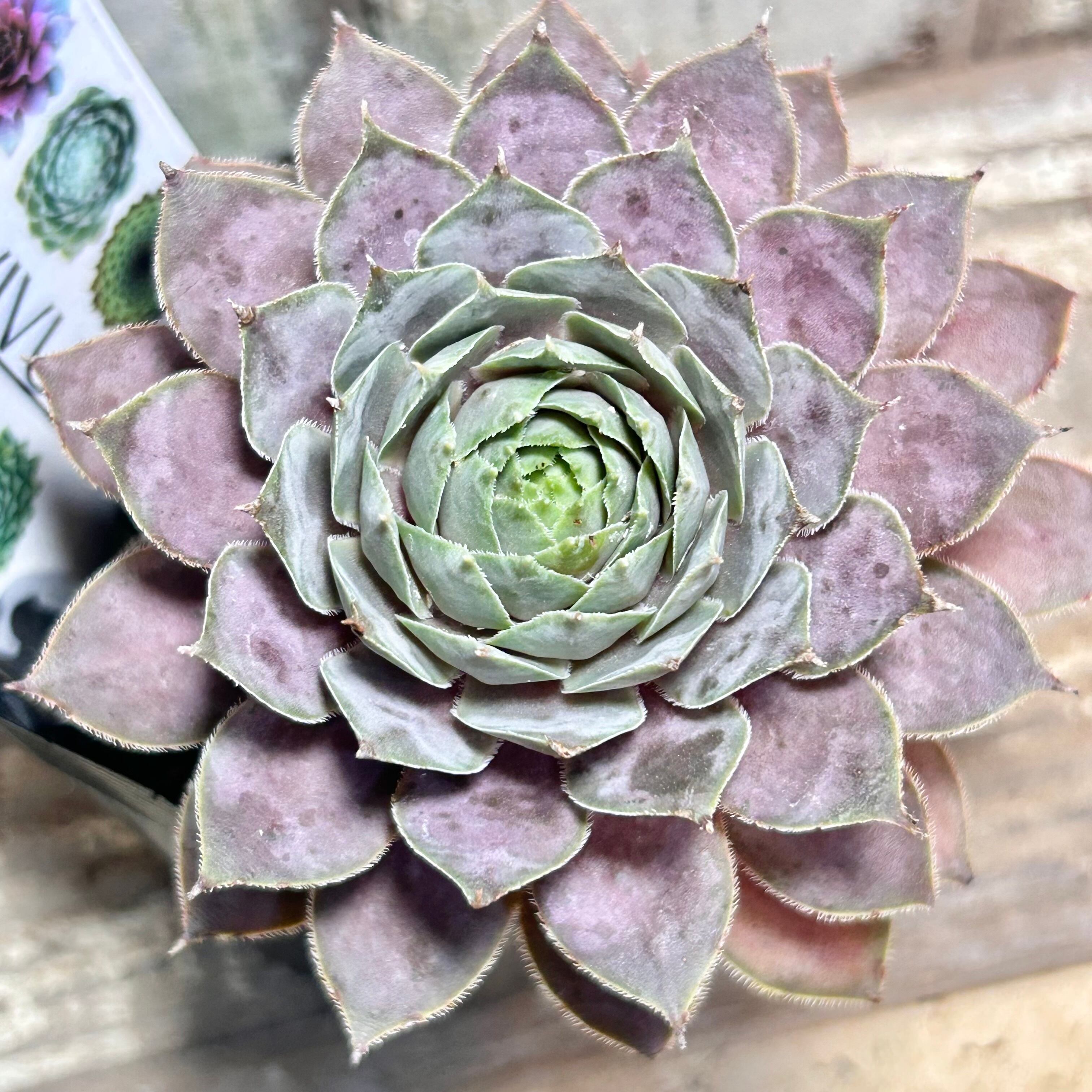 127. 多肉植物 ルドルフ 880円【抜き苗】 127. 多肉植物 ルドルフ 880