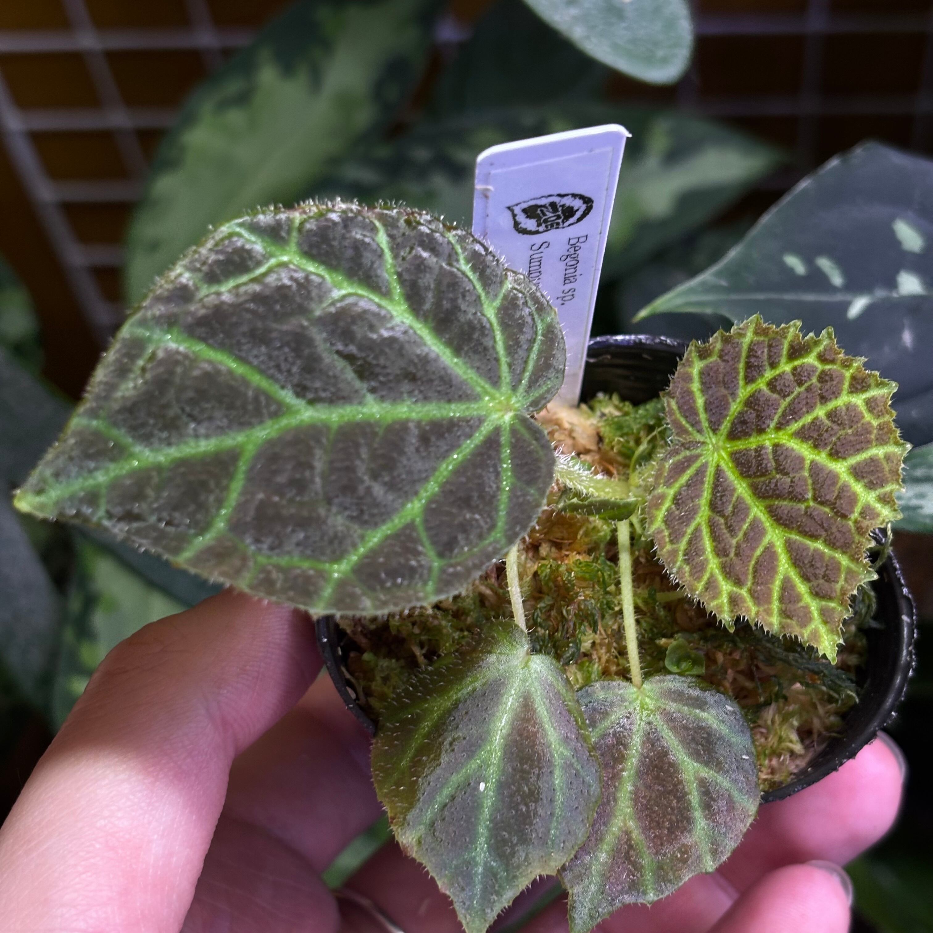 Begonia sp. Gabon 原種ベゴニア | 熱帯雨林植物専門店 トイ吉園芸