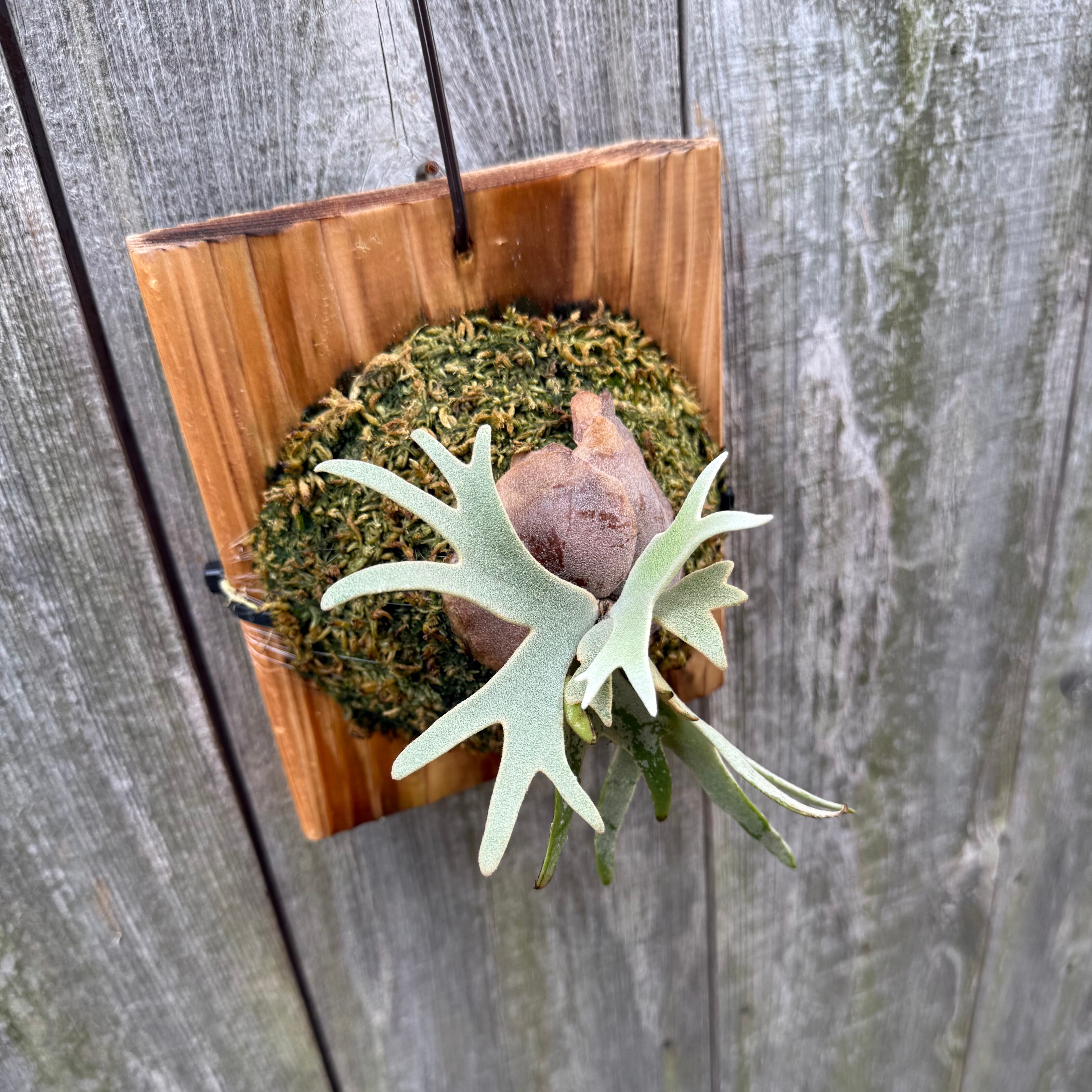 P.willinckii Totoro sporeling | naturefix