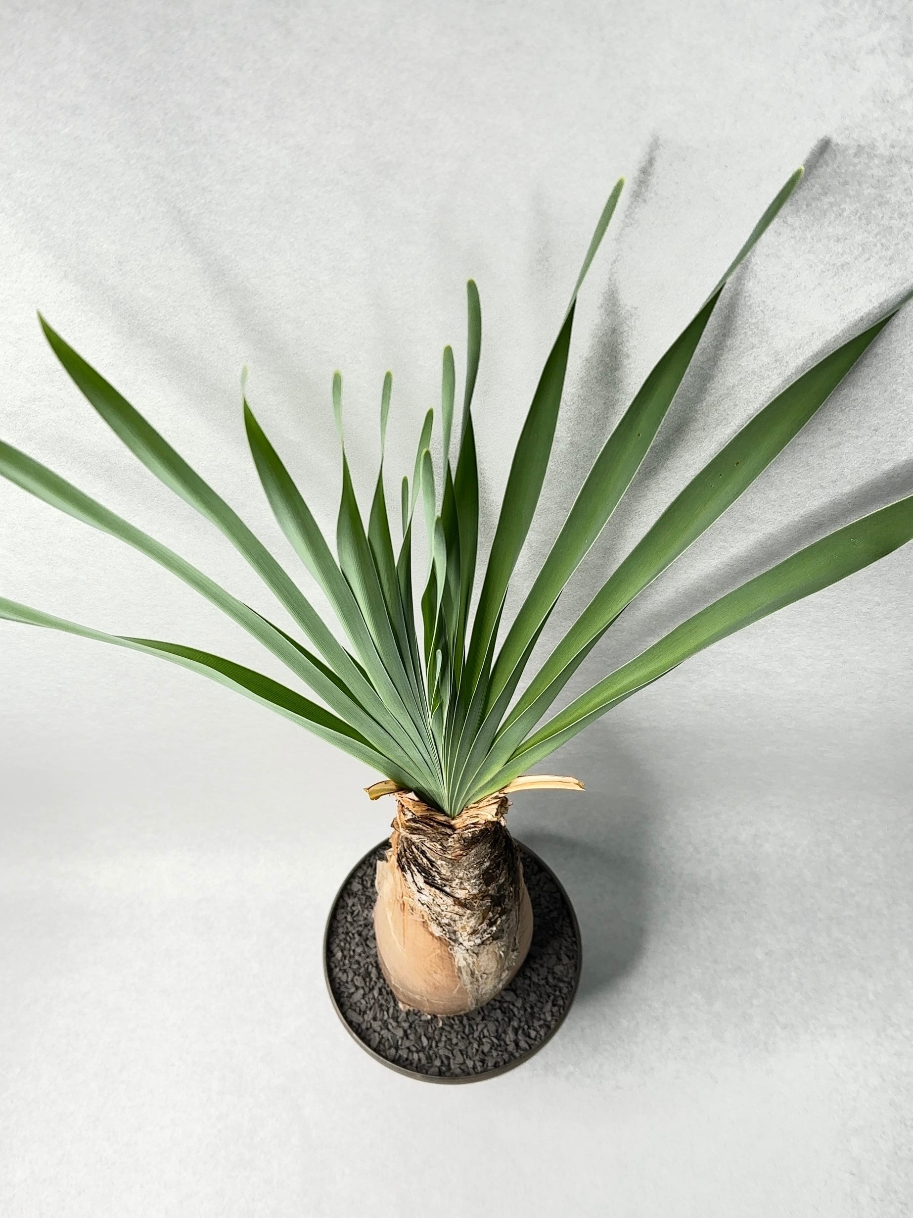 ブーファン・ディスティチャ | trigger