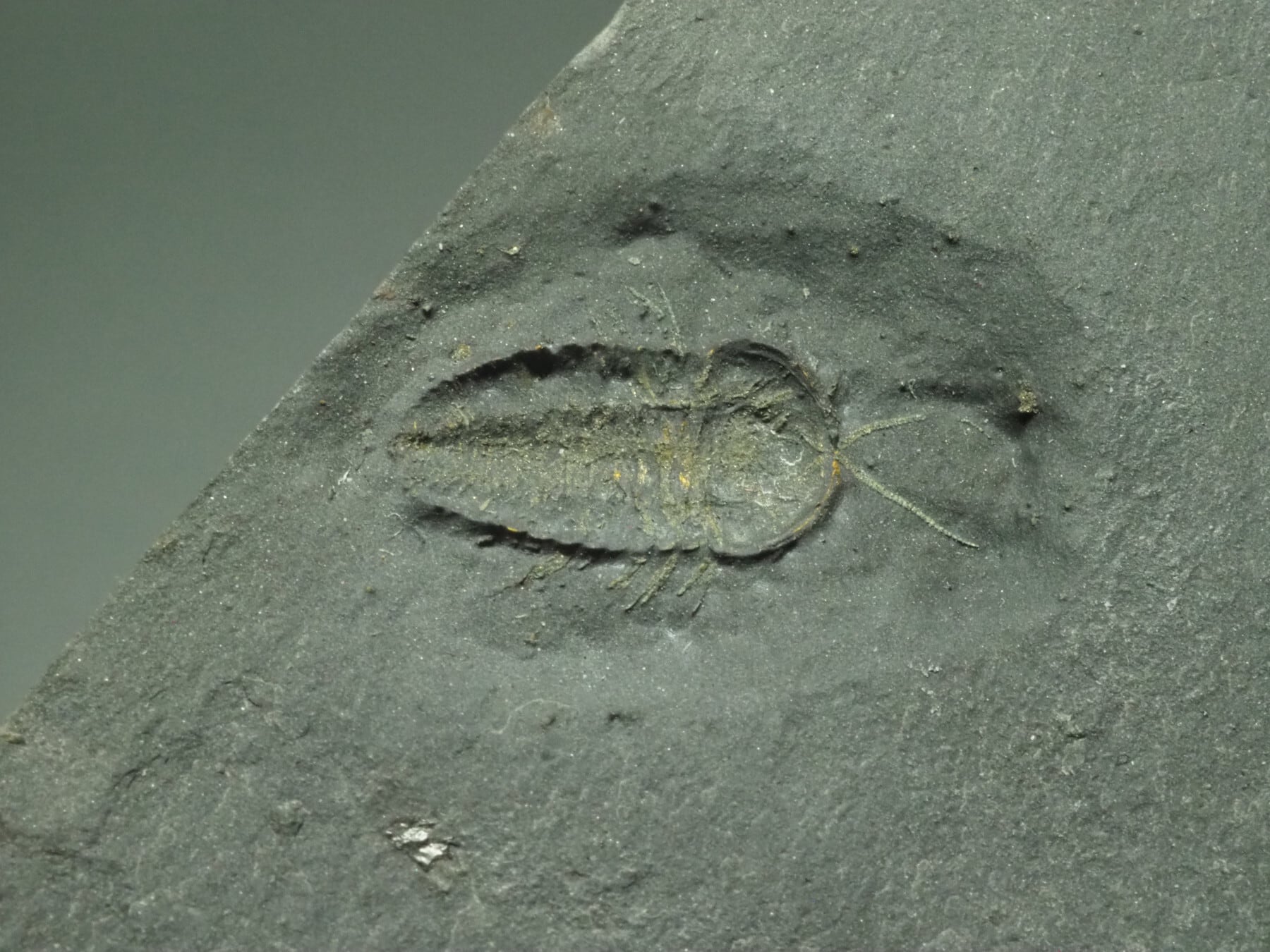三葉虫 化石 アメリカ ニューヨーク アメリカ自然史博物館 三葉虫 化石 アメリカ ニューヨーク アメリカ自然史博物館