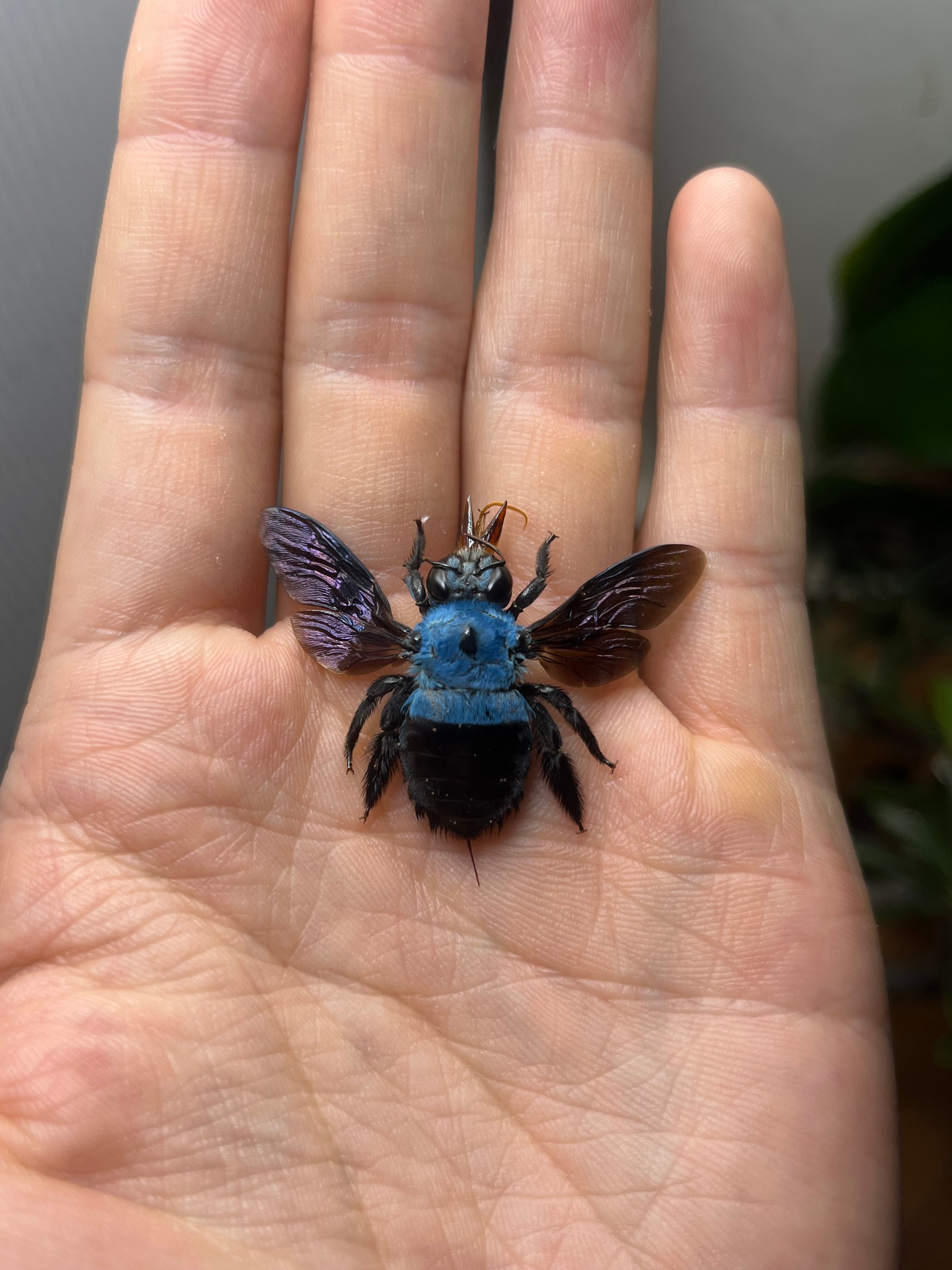 26mm♀】青いクマバチ Xylocopa caerulea タランチュラホーク雀蜂ハチ