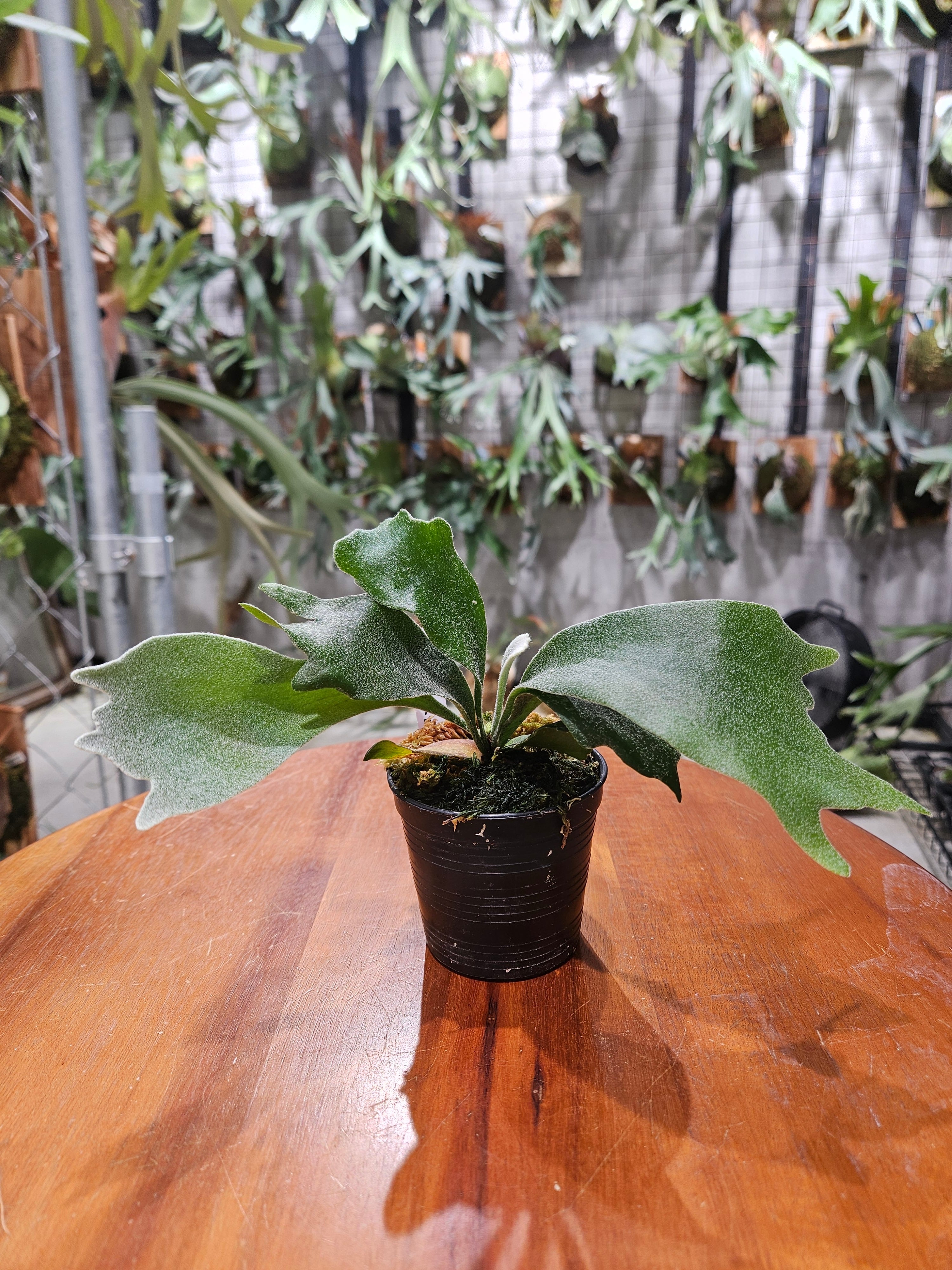 Billbergia Carrone's Black x (Arriba x DM) 【artPLANTs】 タンク