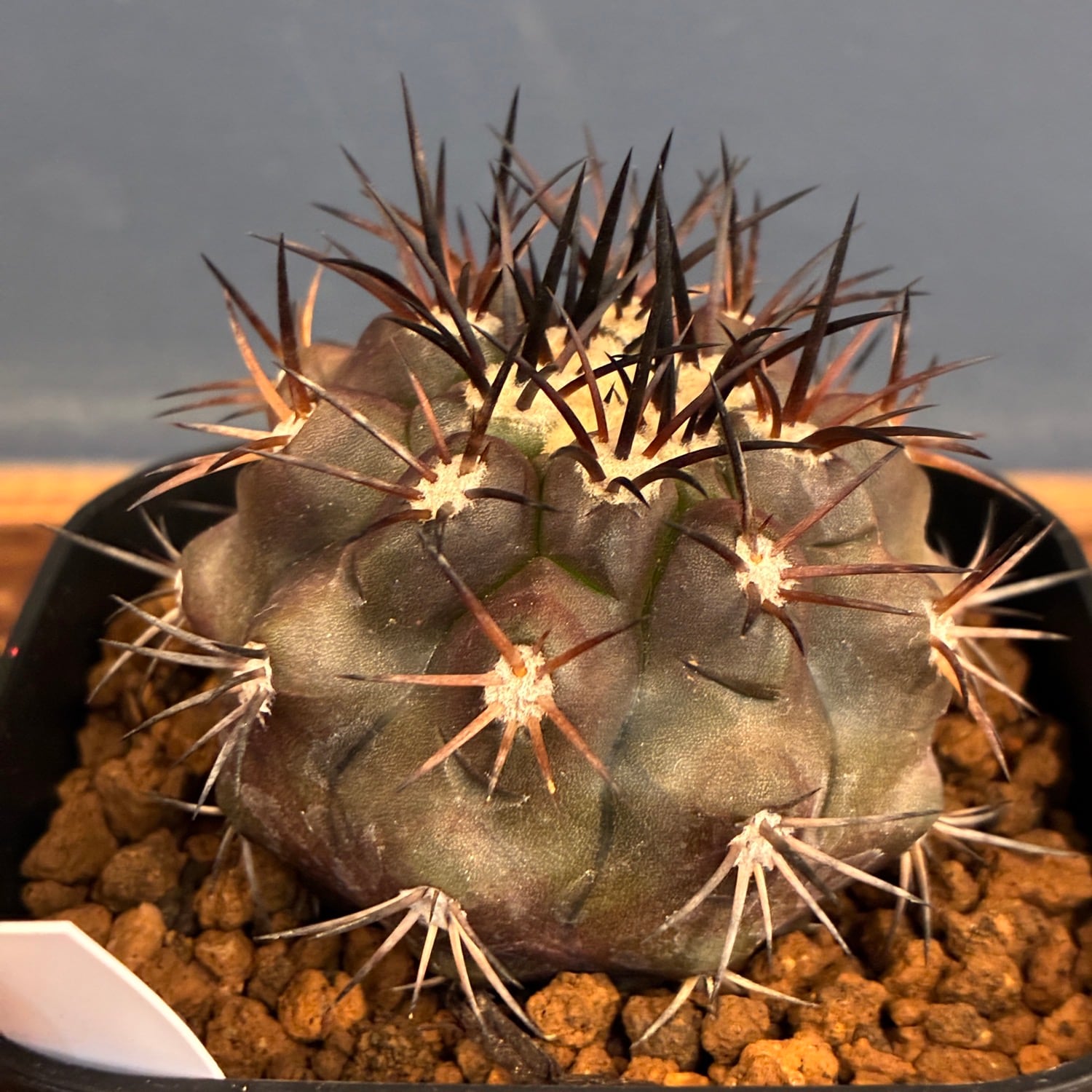 Copiapoa】サボテン コピアポア デュラ 銅羅丸実生【317】 | PROTOLEAF