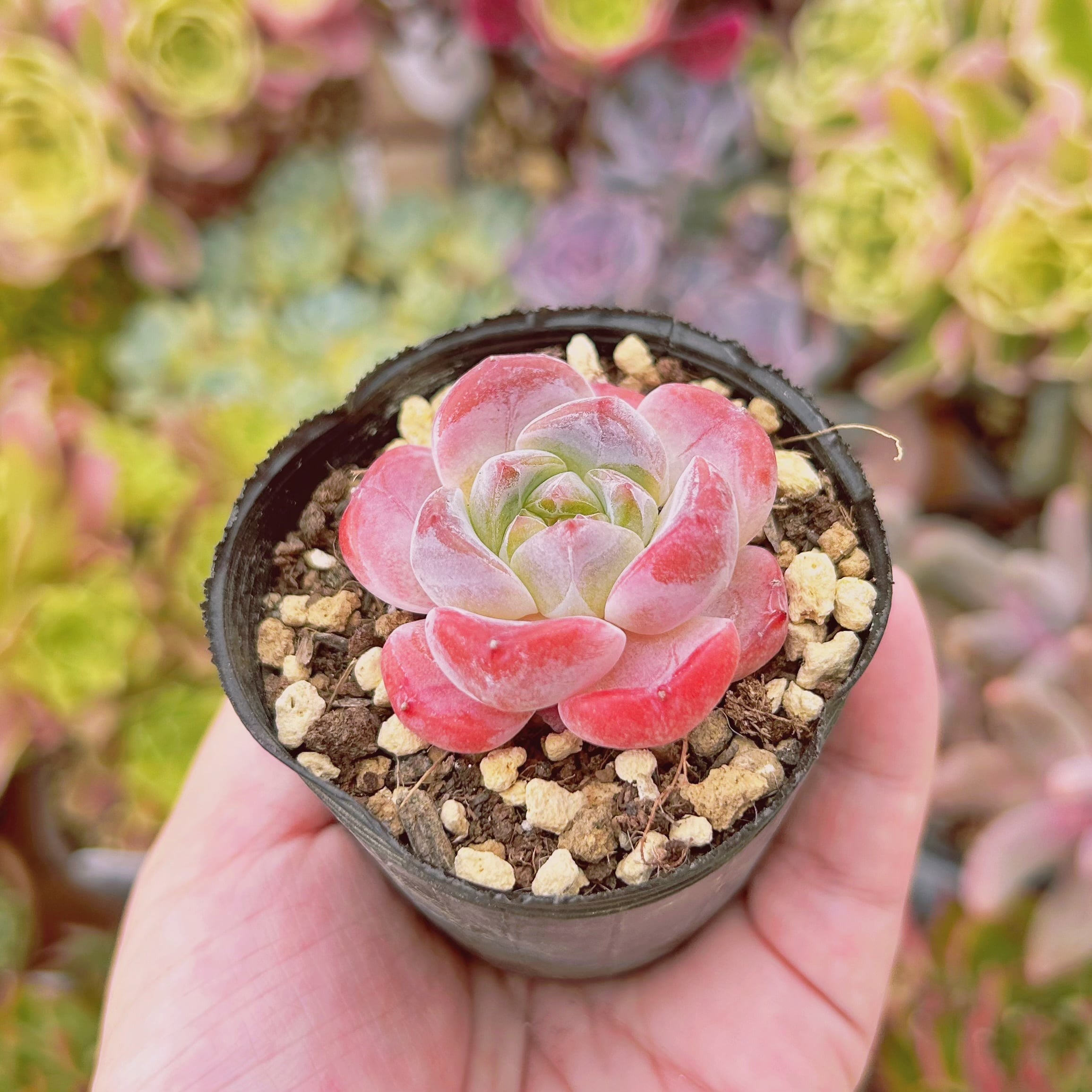 531現物 多肉植物 ラウイxアイスグリーン 抜き苗 | るる農園~多肉植物専門