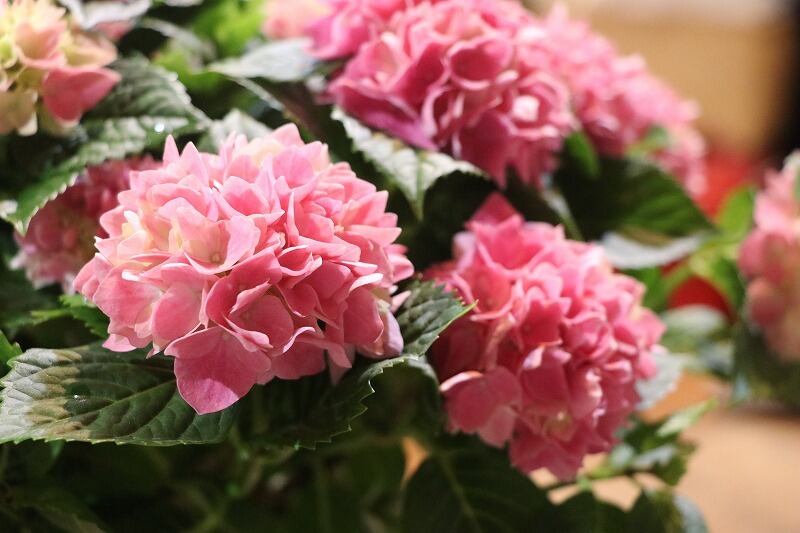 紫陽花 アジサイ 茜雲 あかねぐも Gp Yamacho