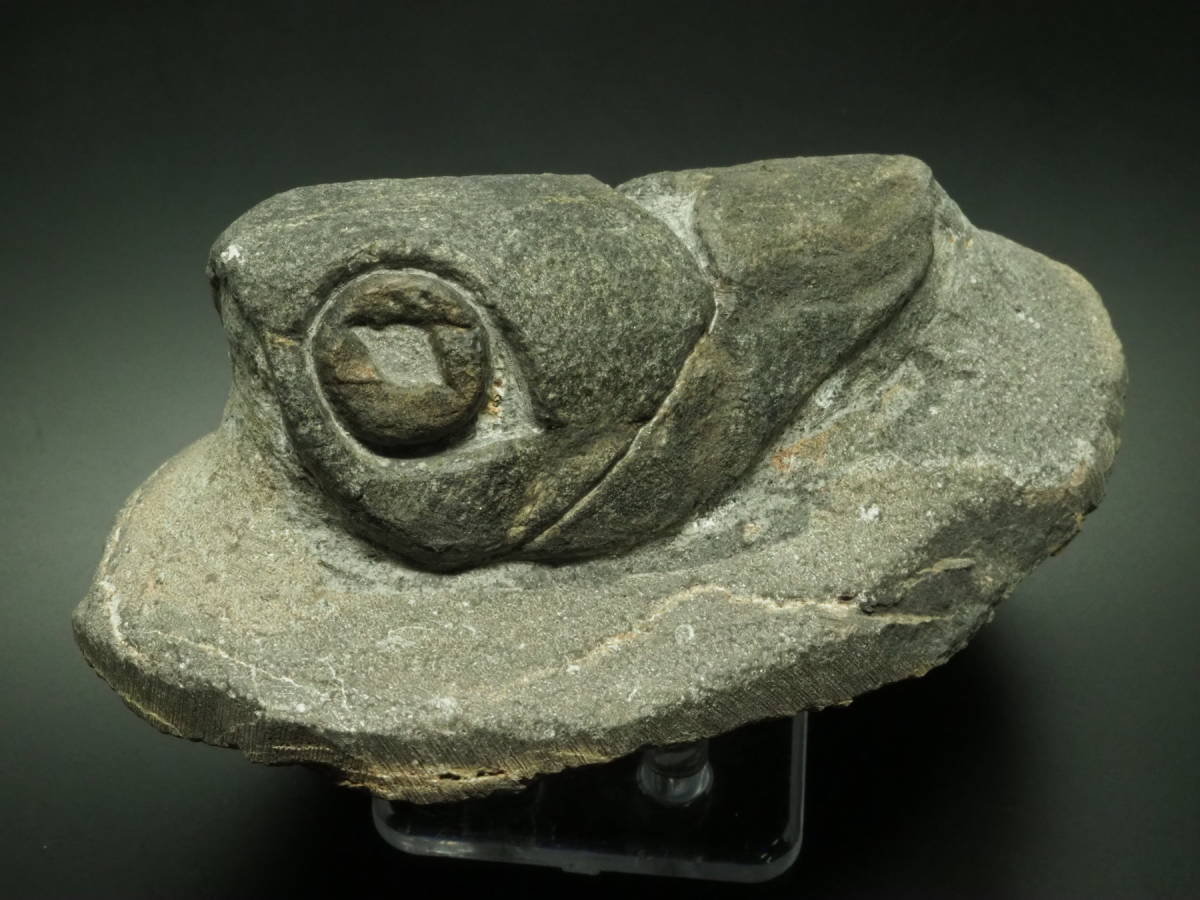 Placoderm / 甲冑魚 | 化石・隕石・鉱物の販売 JURASSIC